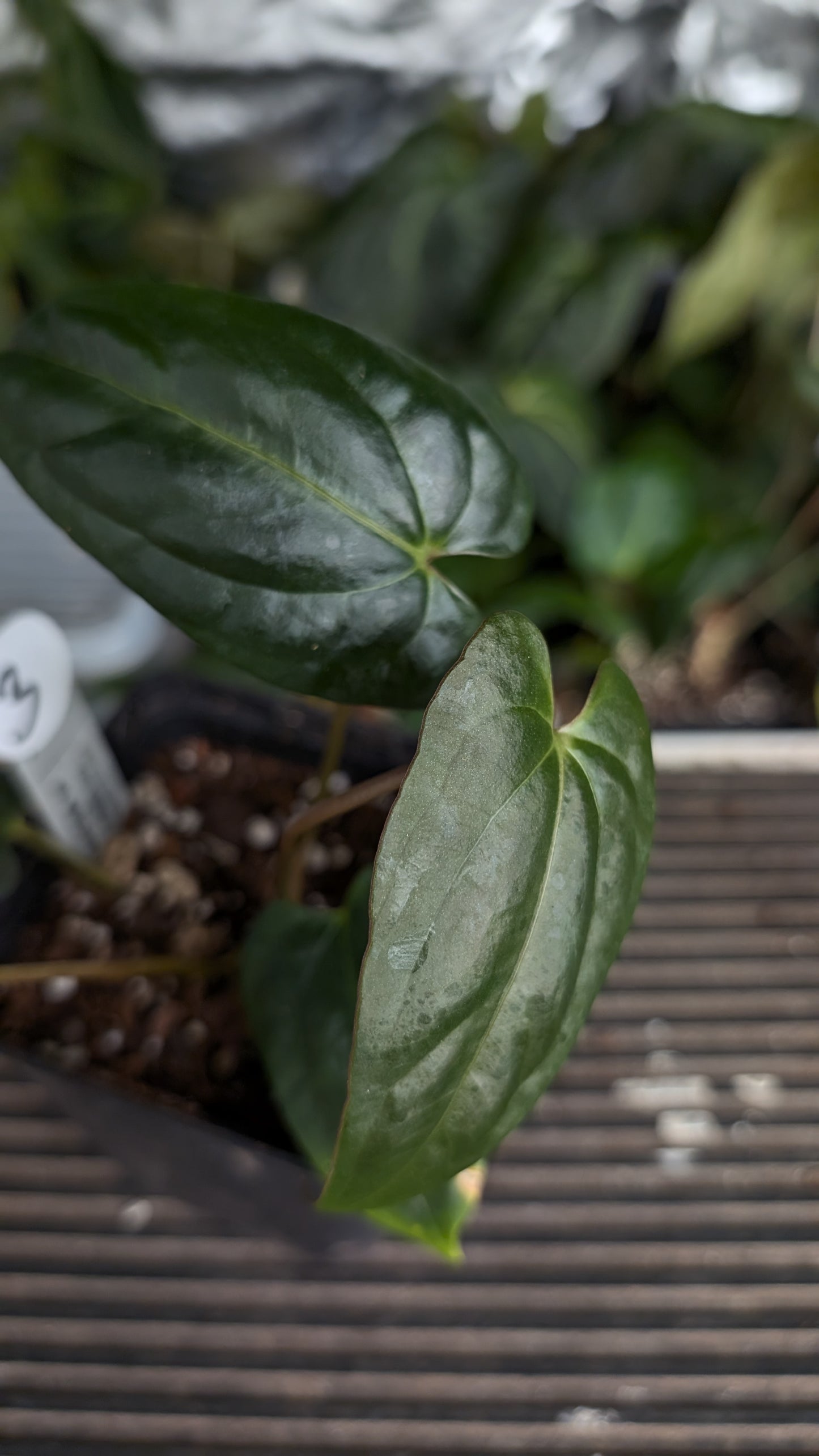 Anthurium Papillilaminum 'Fort Sherman' x Mr. Worldwide