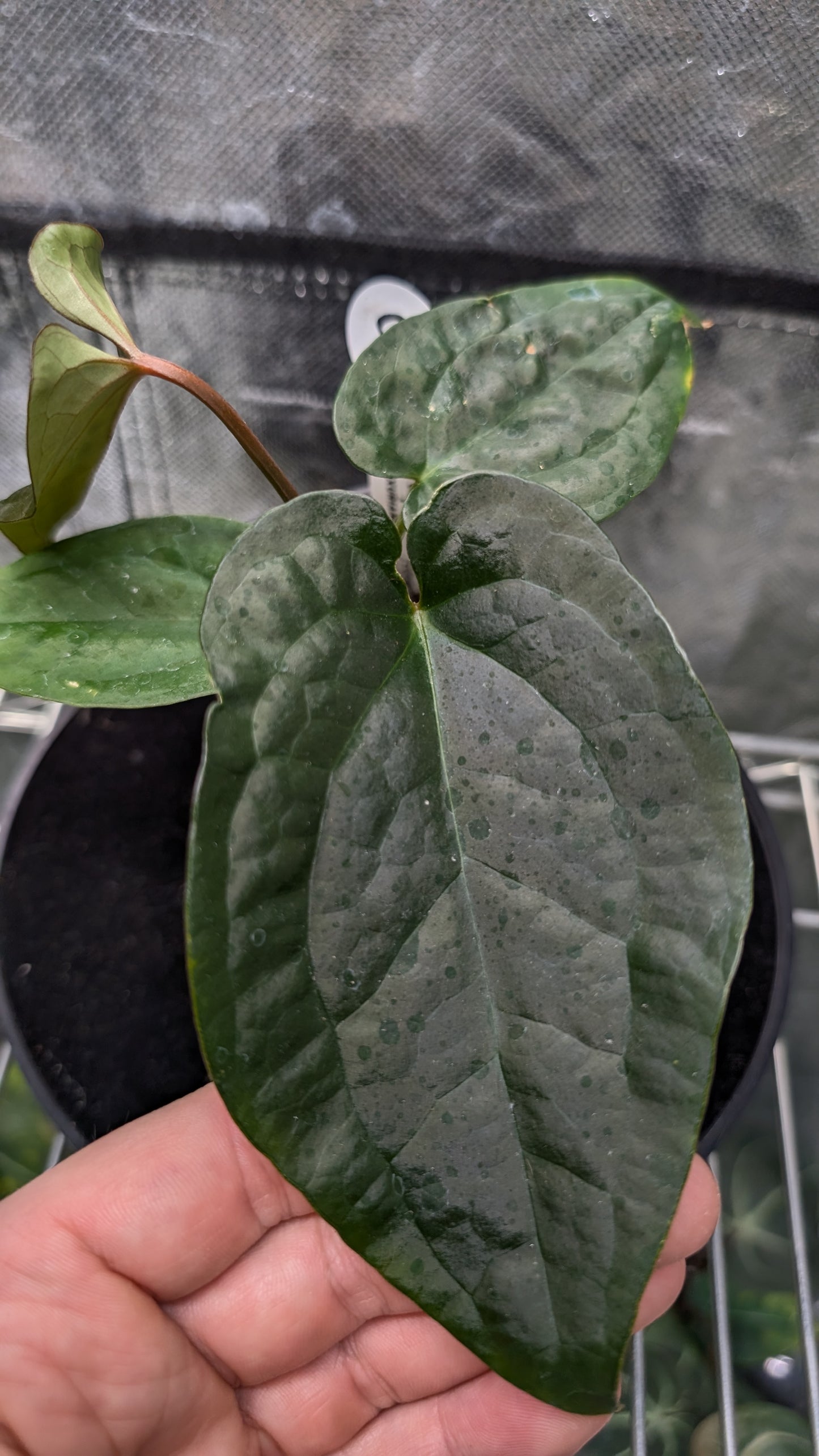 Anthurium 'Ace of Spagetii' x Luxurians