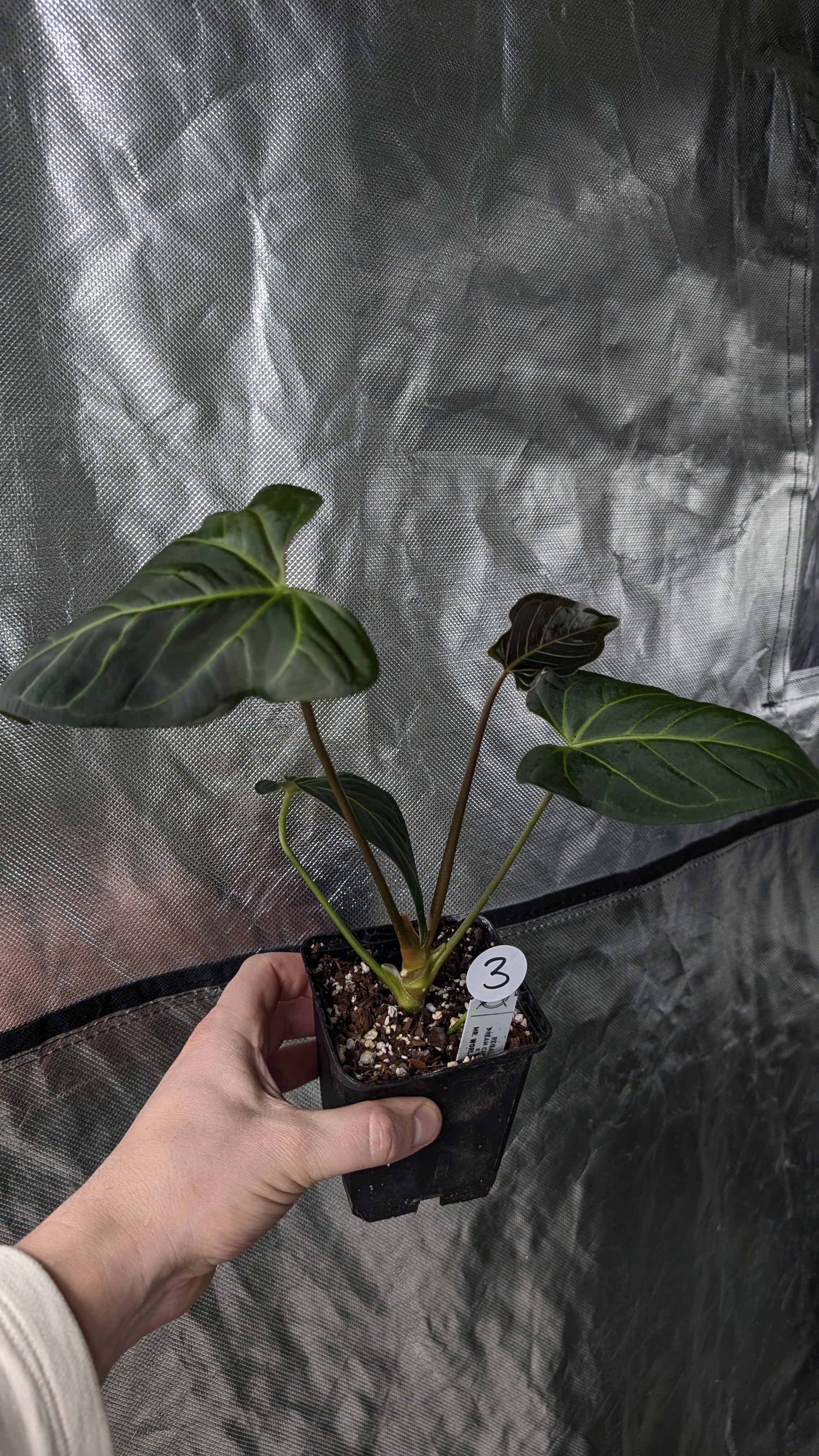 Anthurium Regale 'Dream Catcher' x Mr. Worldwide – Curious Plants