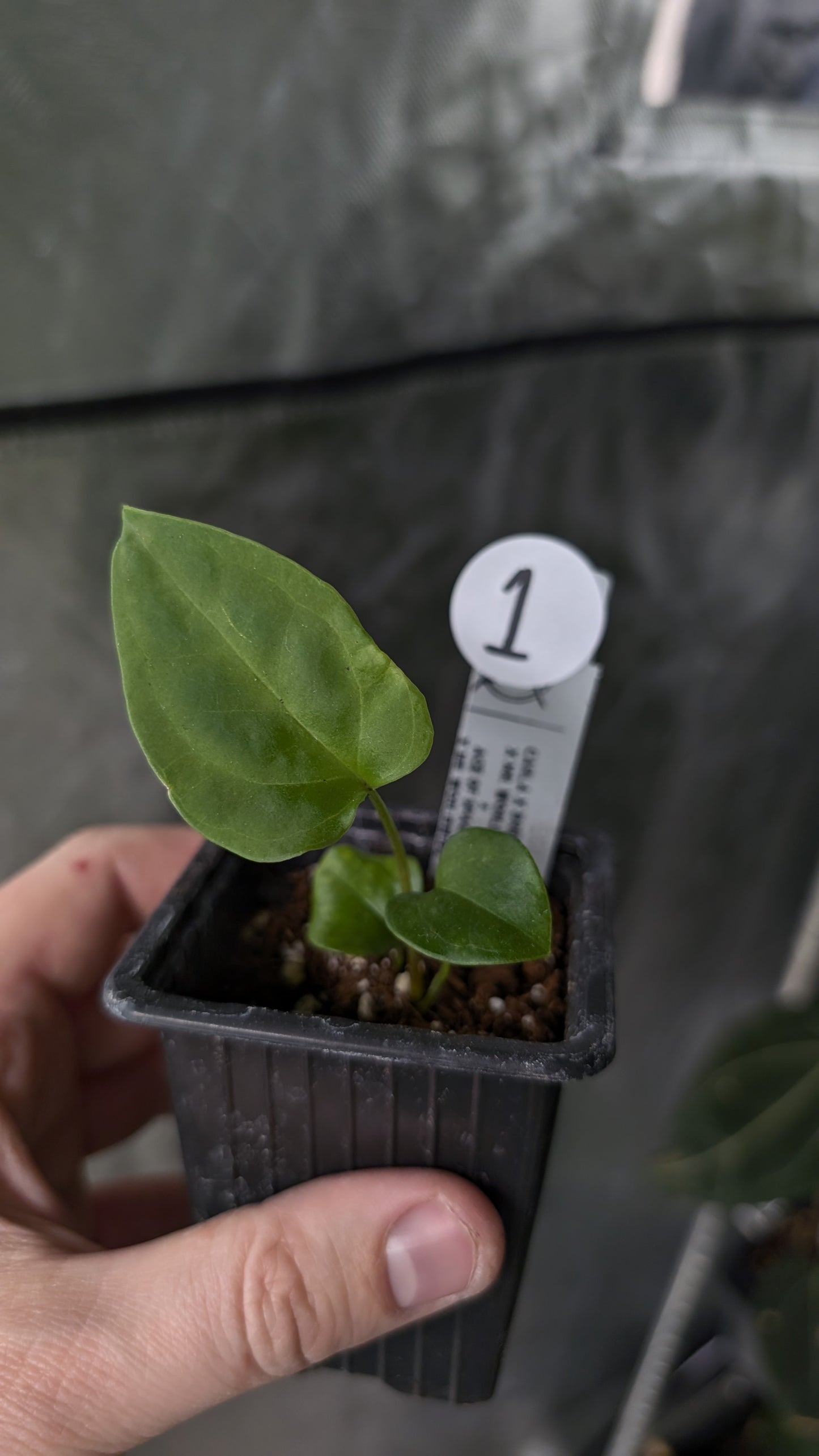 Anthurium [Carlablackiae x Dressleri Rio Guanche x Mr. Worldwide] x [Ace of Spagetii x Mr Worldwide]