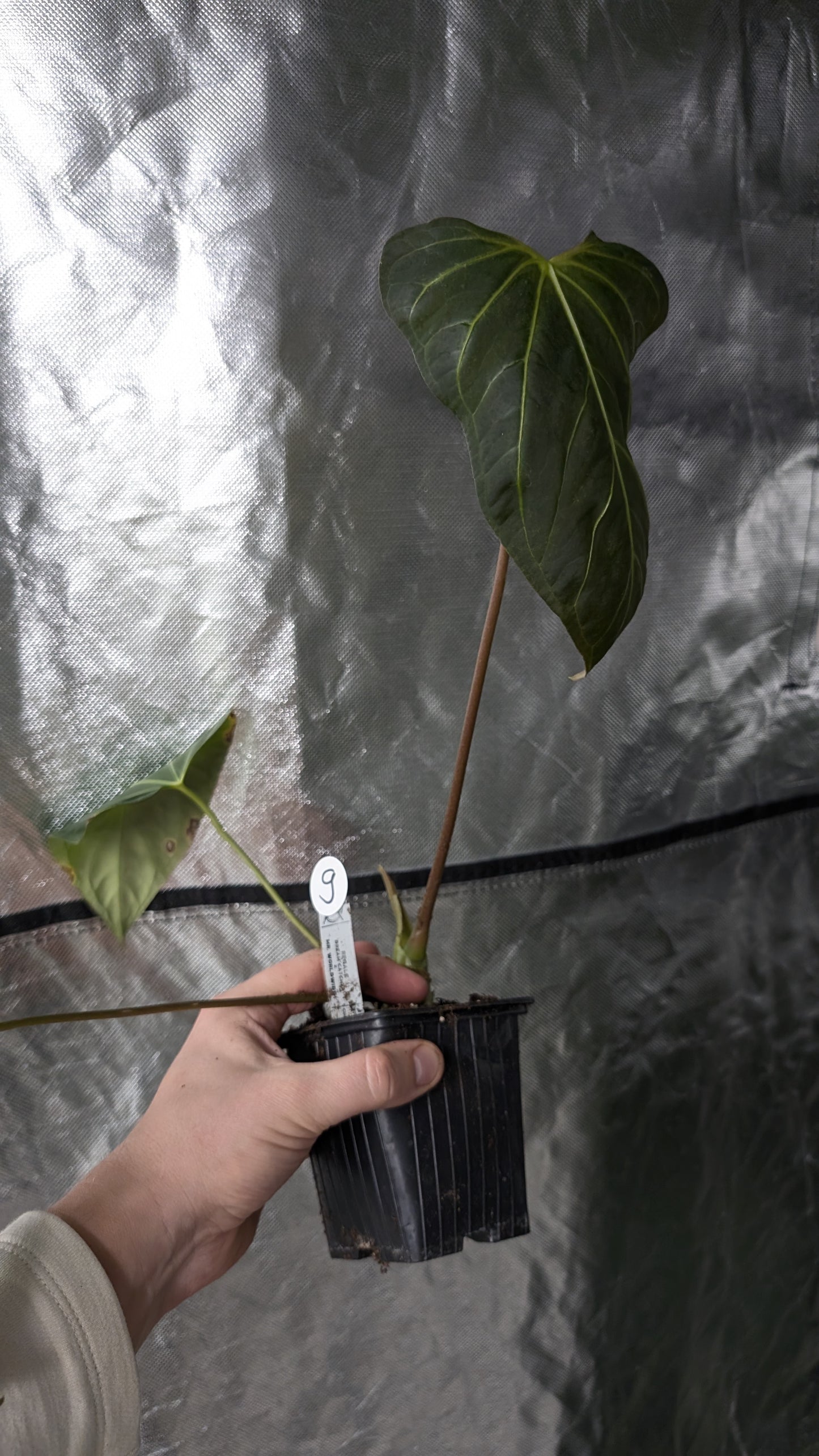 Anthurium Regale 'Dream Catcher' x Mr. Worldwide