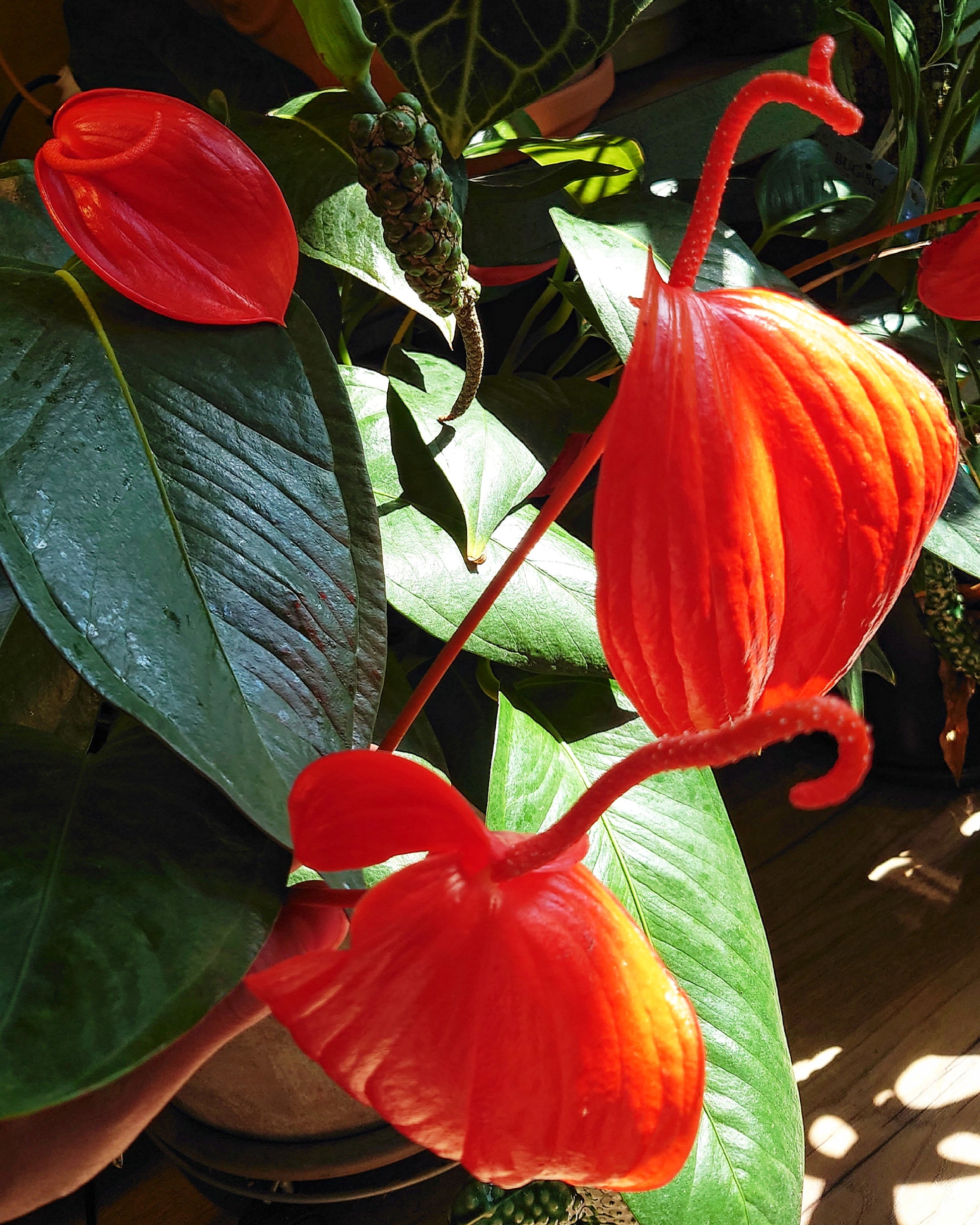anthurium wendlingeri flower Anthurium Scherzerianum x Wendlingeri – Curious Plants
