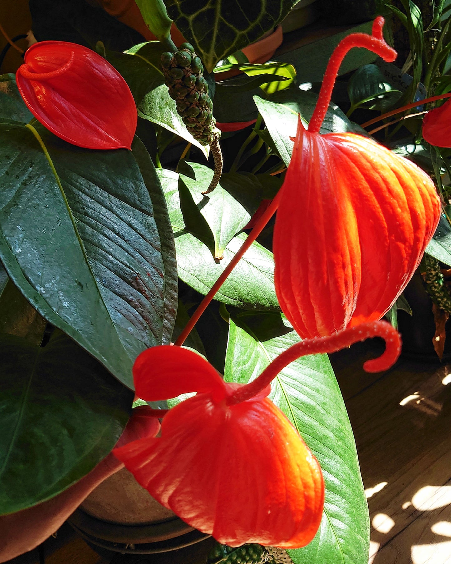 Anthurium Scherzerianum x Wendlingeri