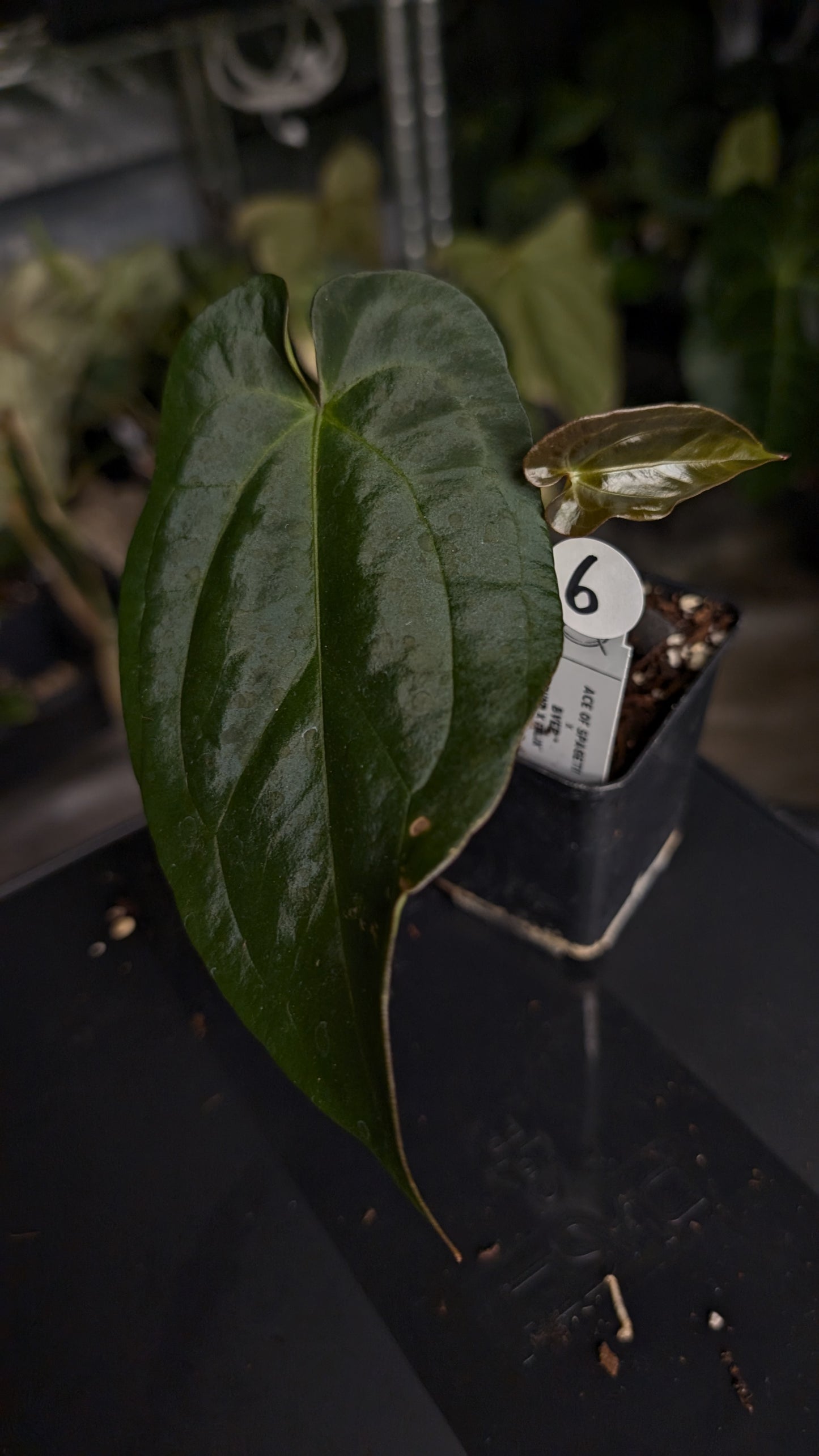 Anthurium Ace of Spagetii x BVEP 'Round x Felix'