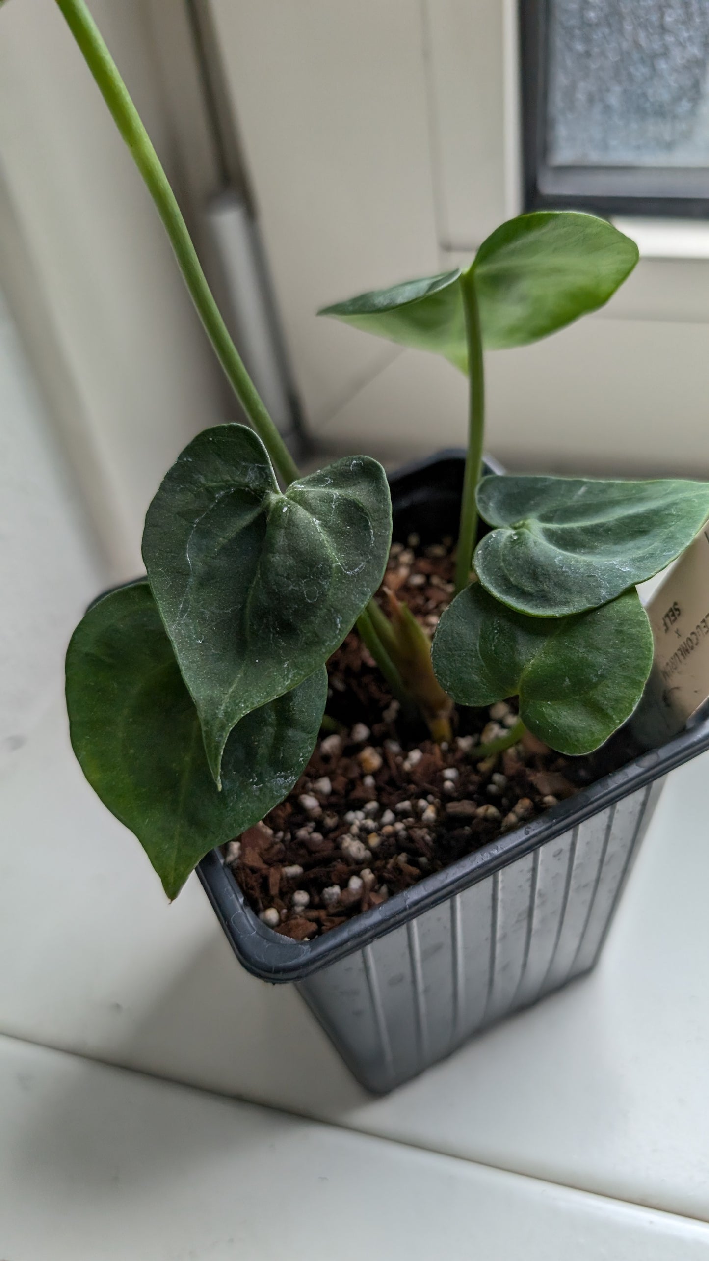 Anthurium Clarinervium x Berriozabalense x self