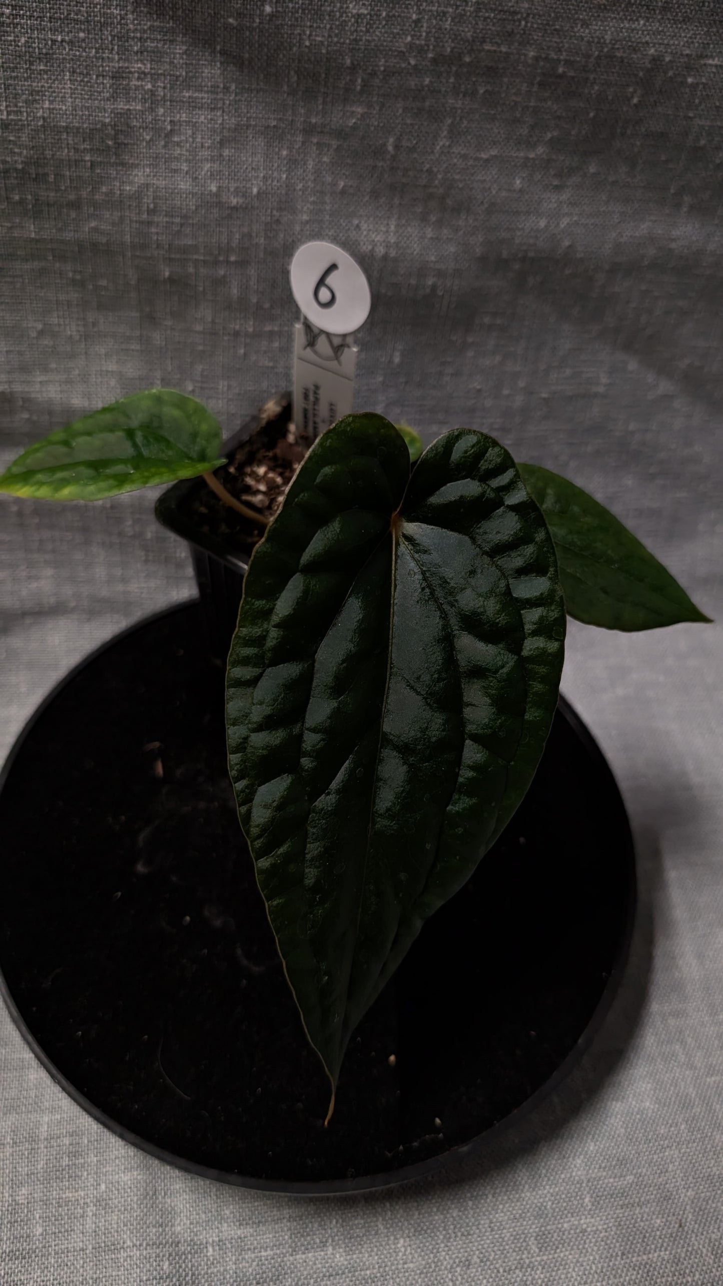 Anthurium Luxurians x Papillilaminum 'Fort Sherman'