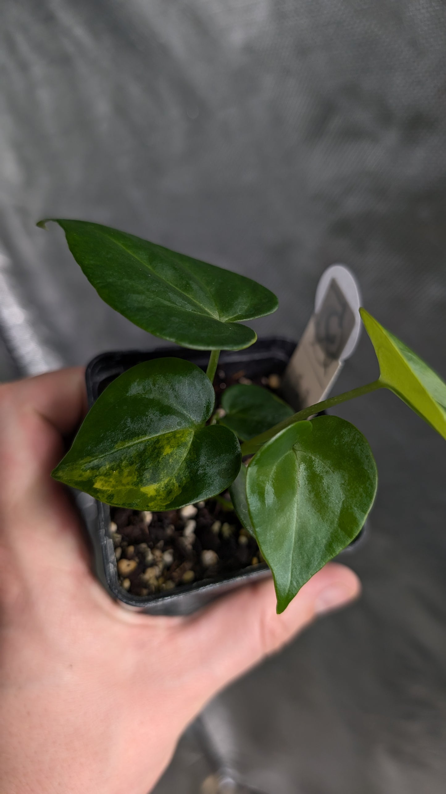 *Variegated* Anthurium Pterodactyl variegata x Clarinervium (or x self)