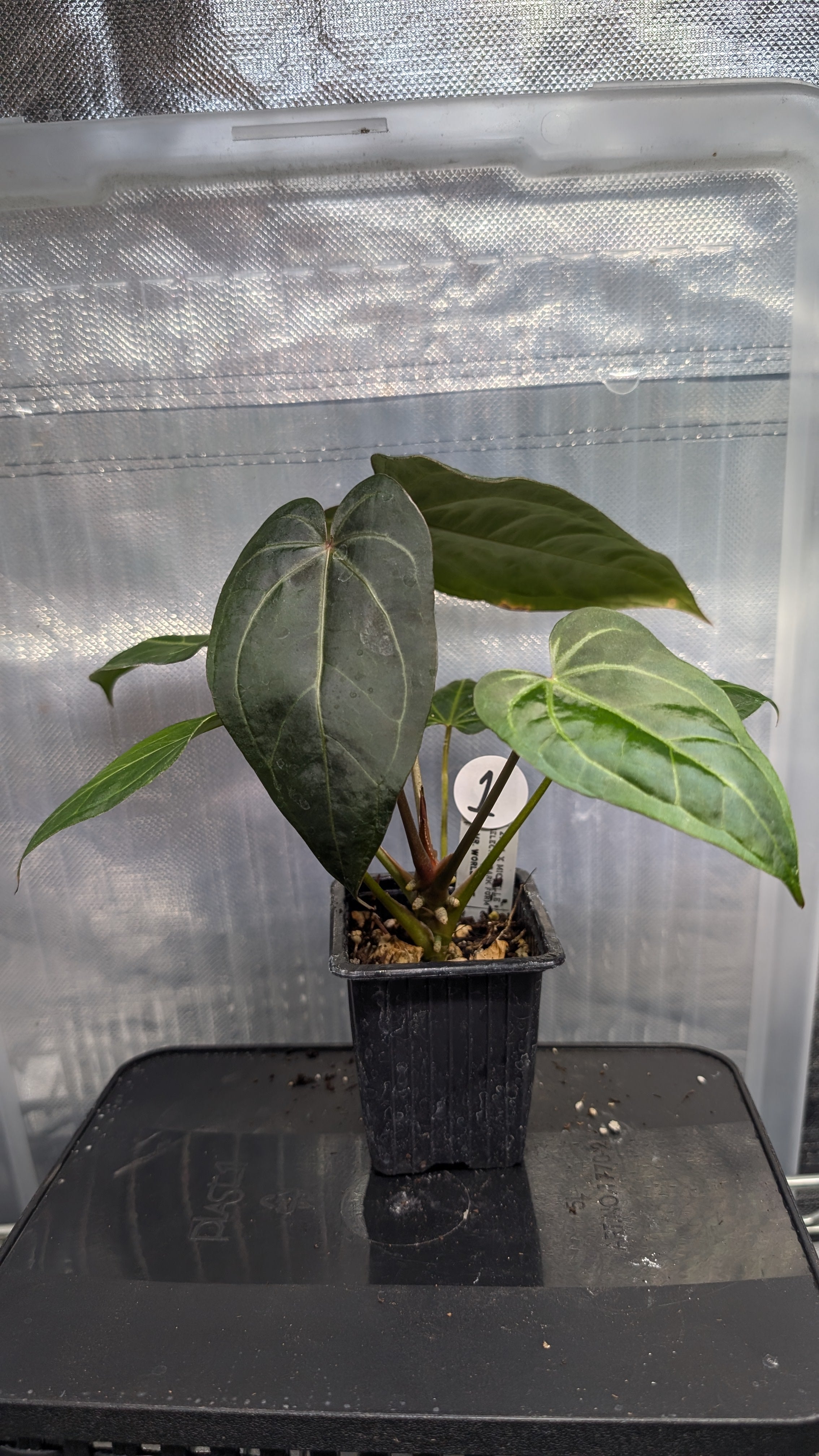 Anthurium Doc Block 'Zara' x 'Michelle' Selected Dark Form x Mr