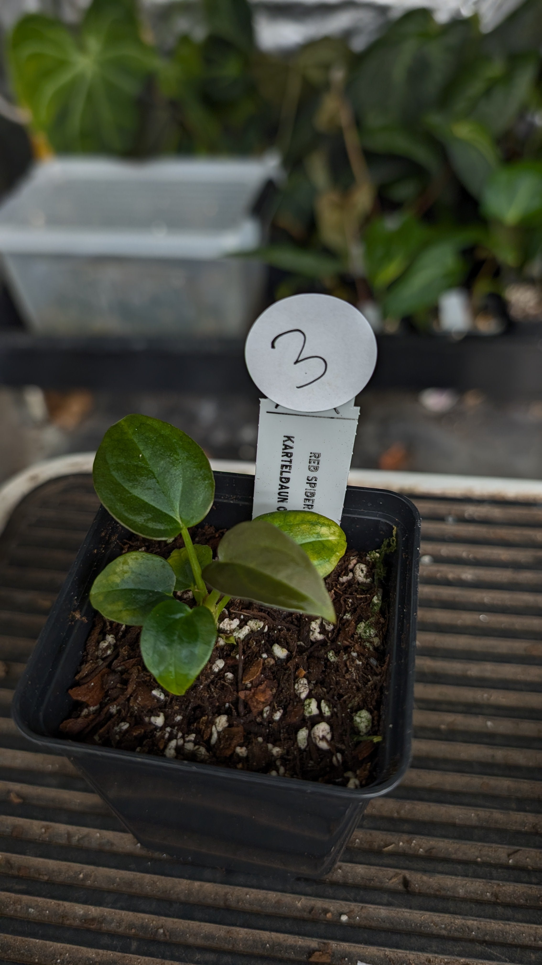 Anthurium Red Spider CLONE – Curious Plants