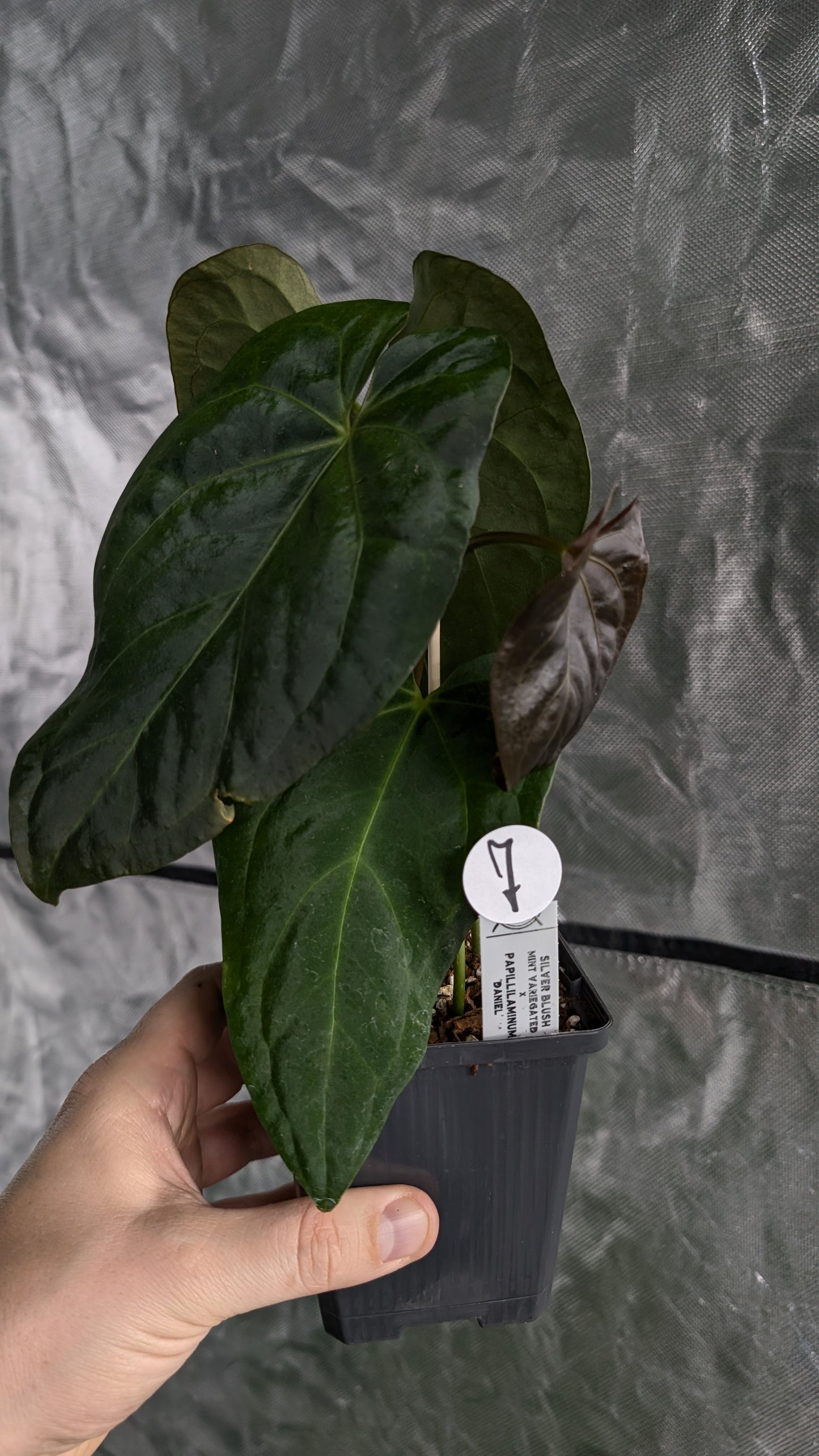 Anthurium Silver Blush Mint x Papillilaminum 'Daniel'