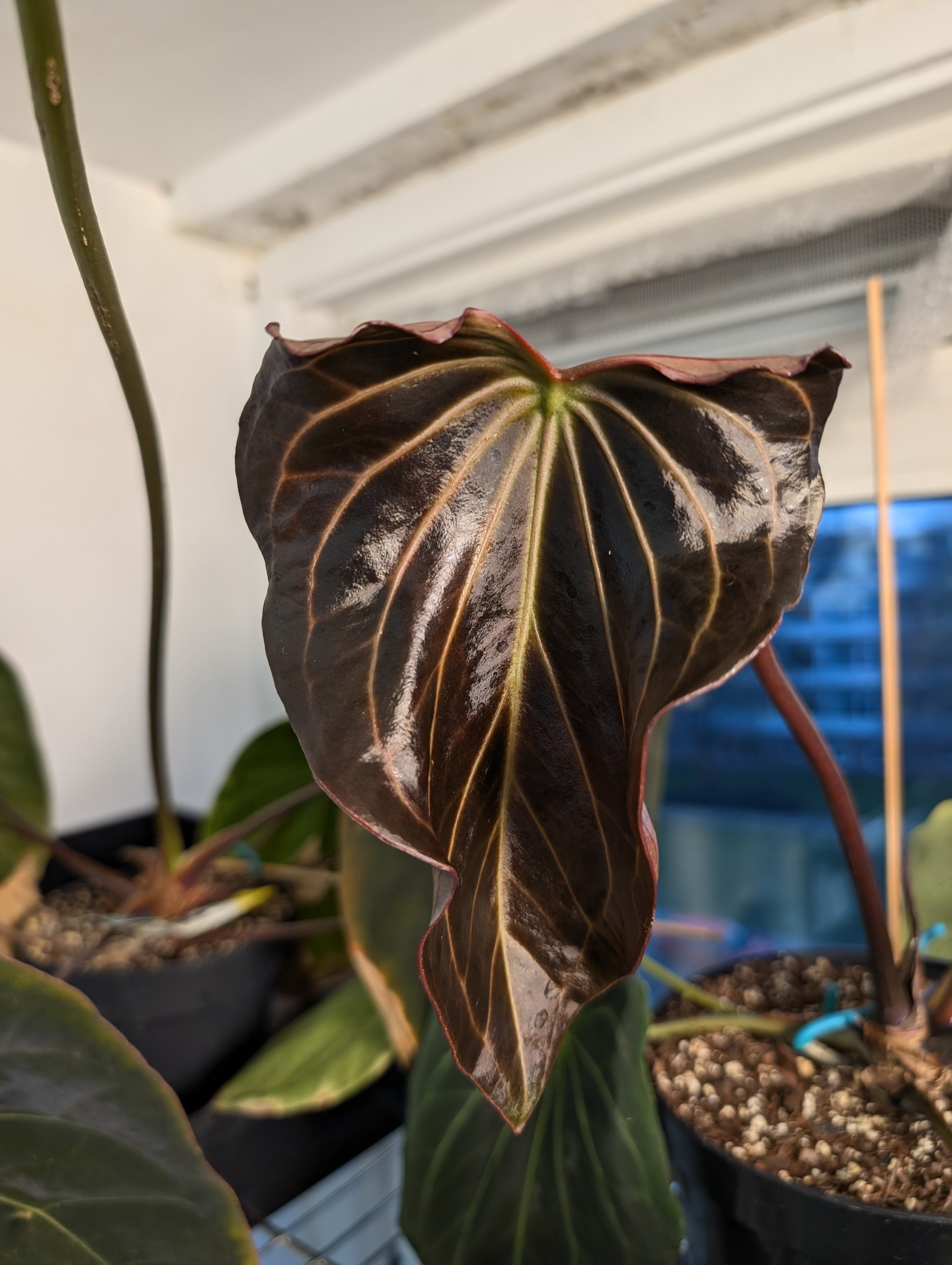 Anthurium Black Widow 13 x 43 clone – Curious Plants