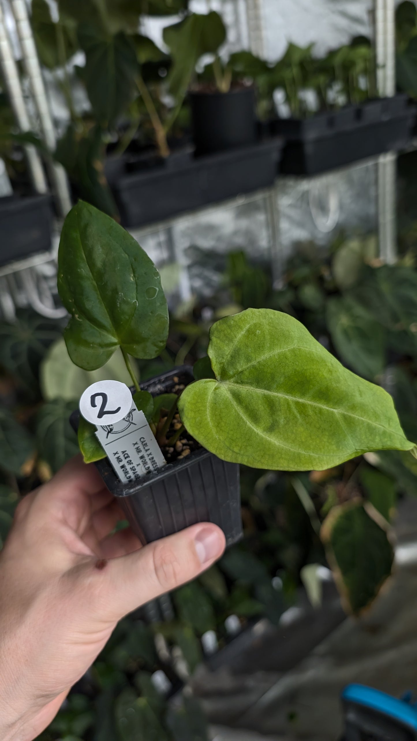 Anthurium [Carlablackiae x Dressleri Rio Guanche x Mr. Worldwide] x [Ace of Spagetii x Mr Worldwide]