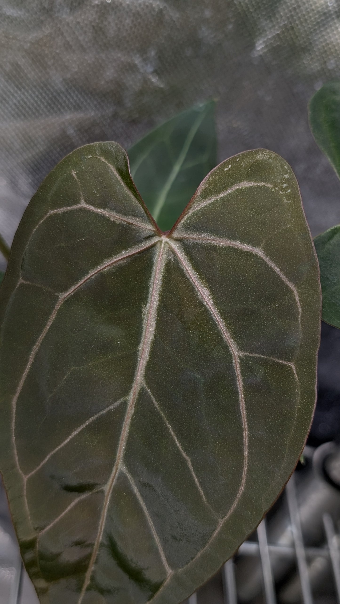 Anthurium Doc Block F1 x Mr Worldwide