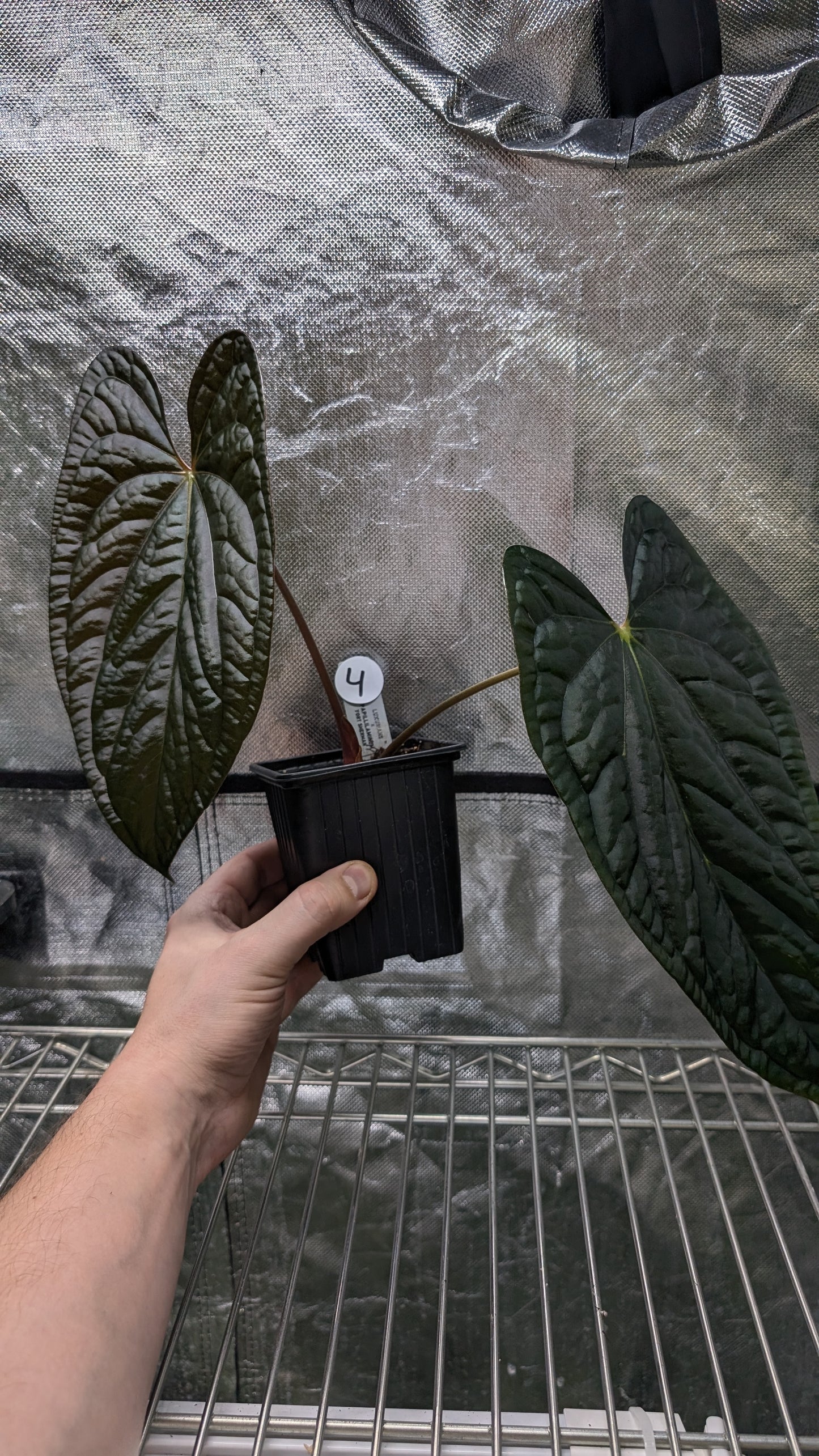 Anthurium Luxurians x Papillilaminum 'Fort Sherman'