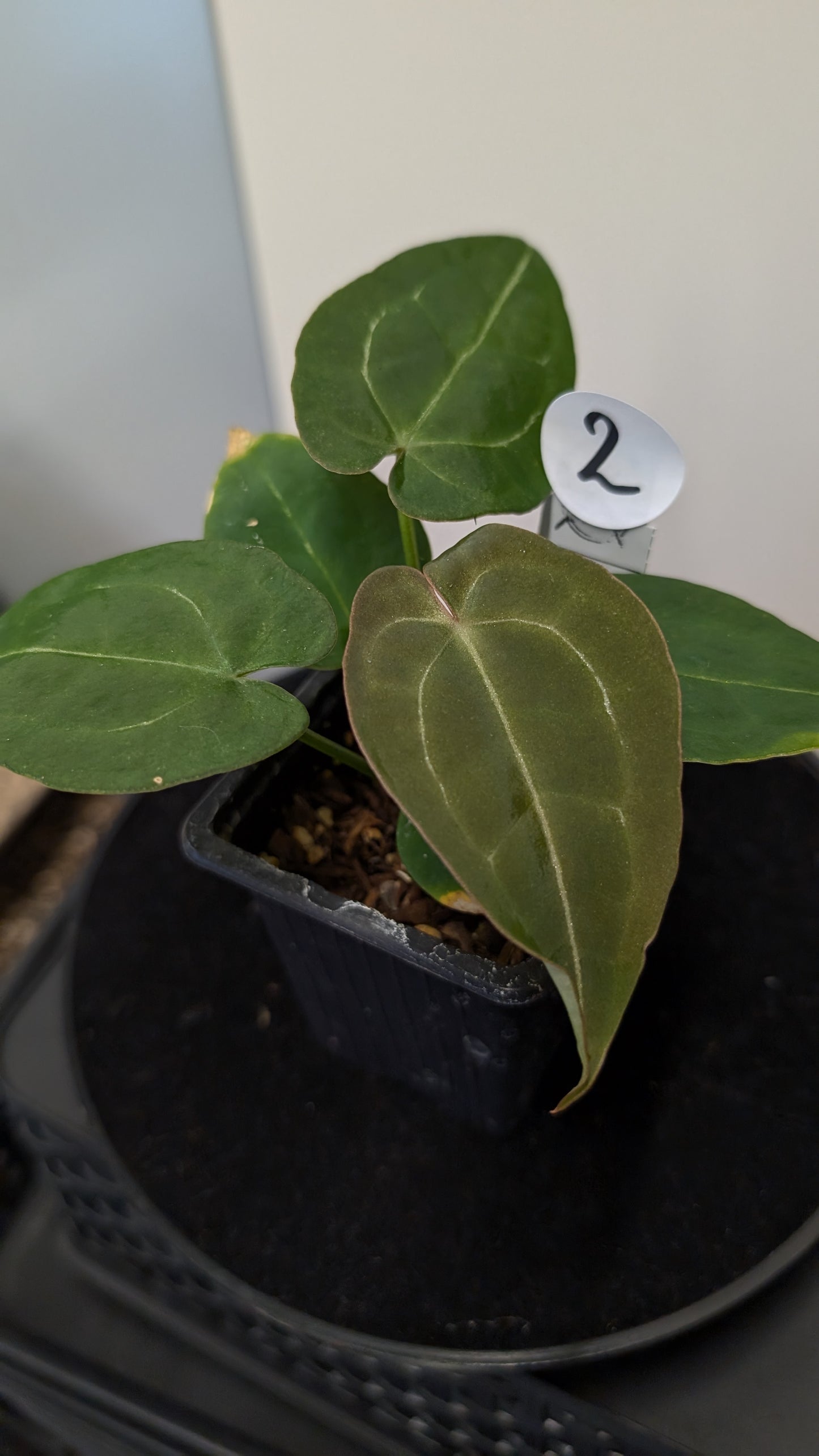 Anthurium Doc Block Zara x Michelle 'selected dark form' x Forgetii Dark