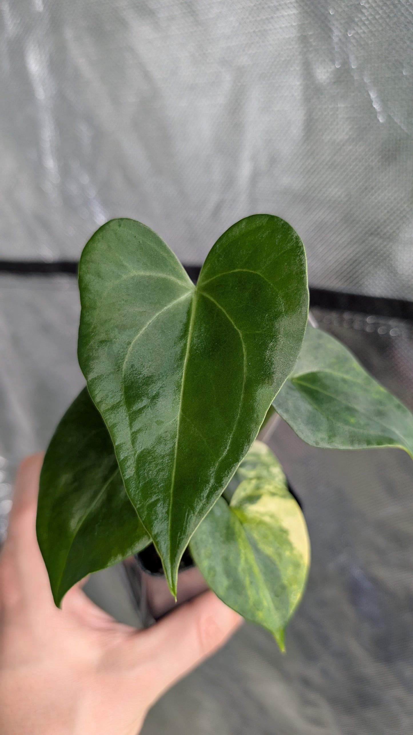 *Variegated* Anthurium Pterodactyl variegata x Clarinervium (or x self)