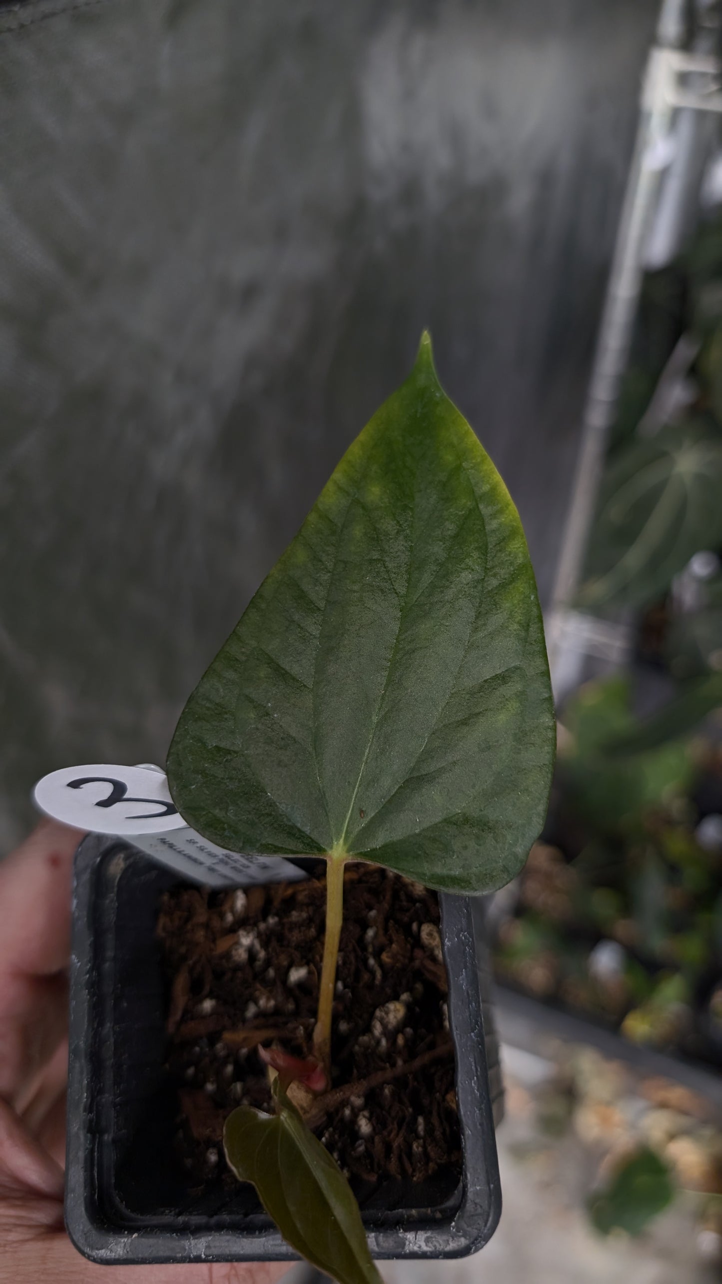 Anthurium 'Steelfin' clone
