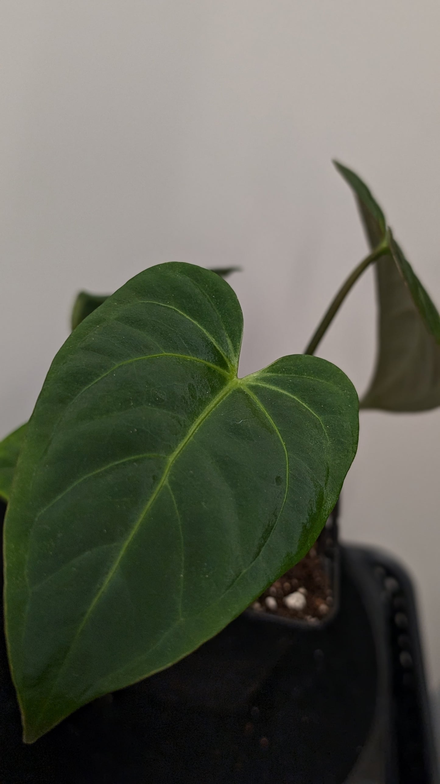 Anthurium Regale 'Dream Catcher' x Mr. Worldwide