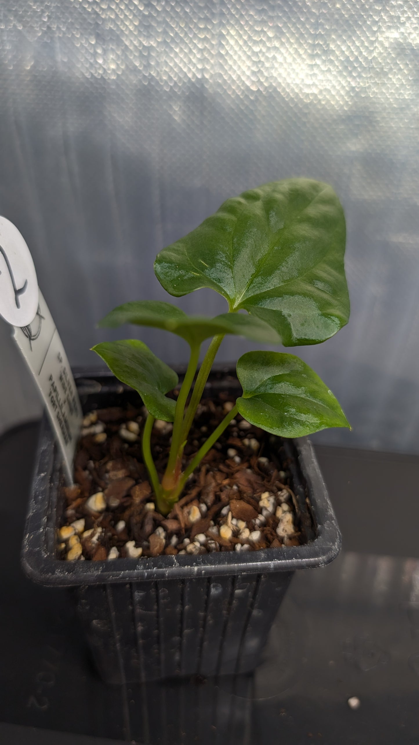 Anthurium Sp. Silver Peru Wide Sinus x Papillilaminum 'Fort Sherman'