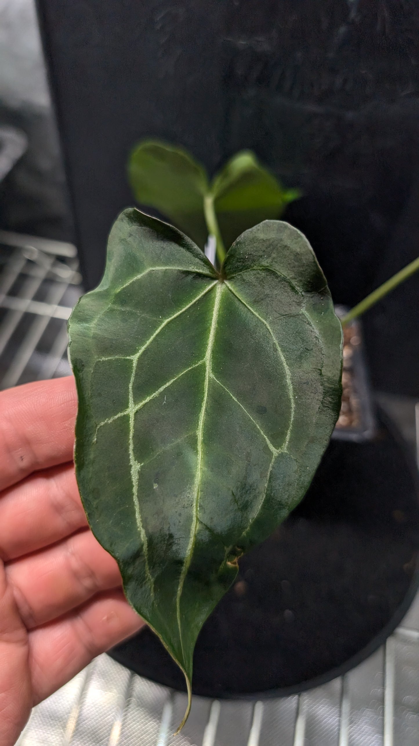 Anthurium Ace of Spagetii F2 (Ace of Spades x Forgetii) F2