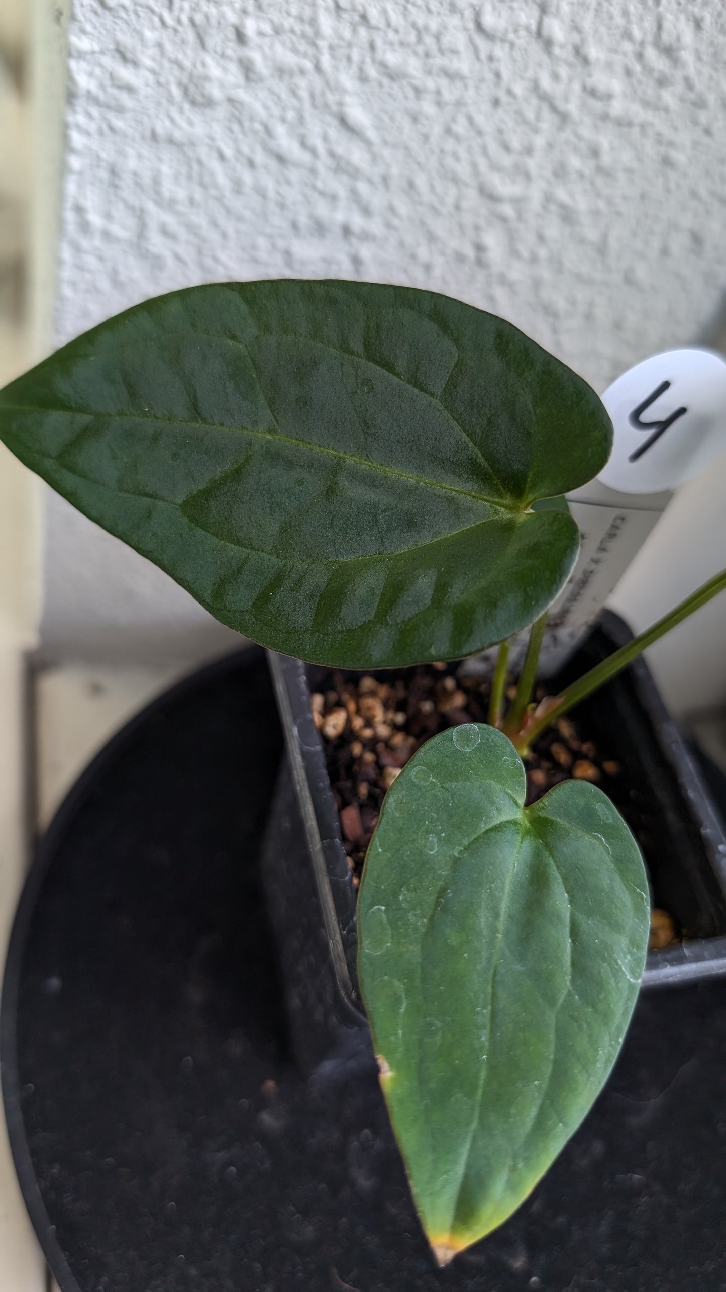 Anthurium (Carlablackiae x Dressleri Rio Guanche) X 'Ace of Spagetii'