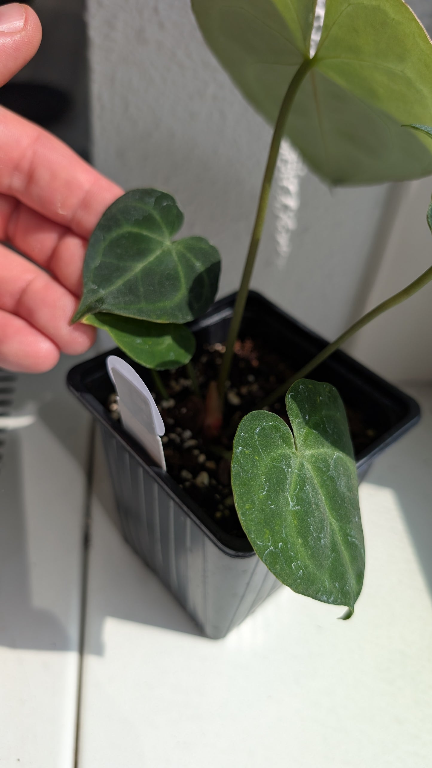Anthurium Clarinervium x Berriozabalense x self