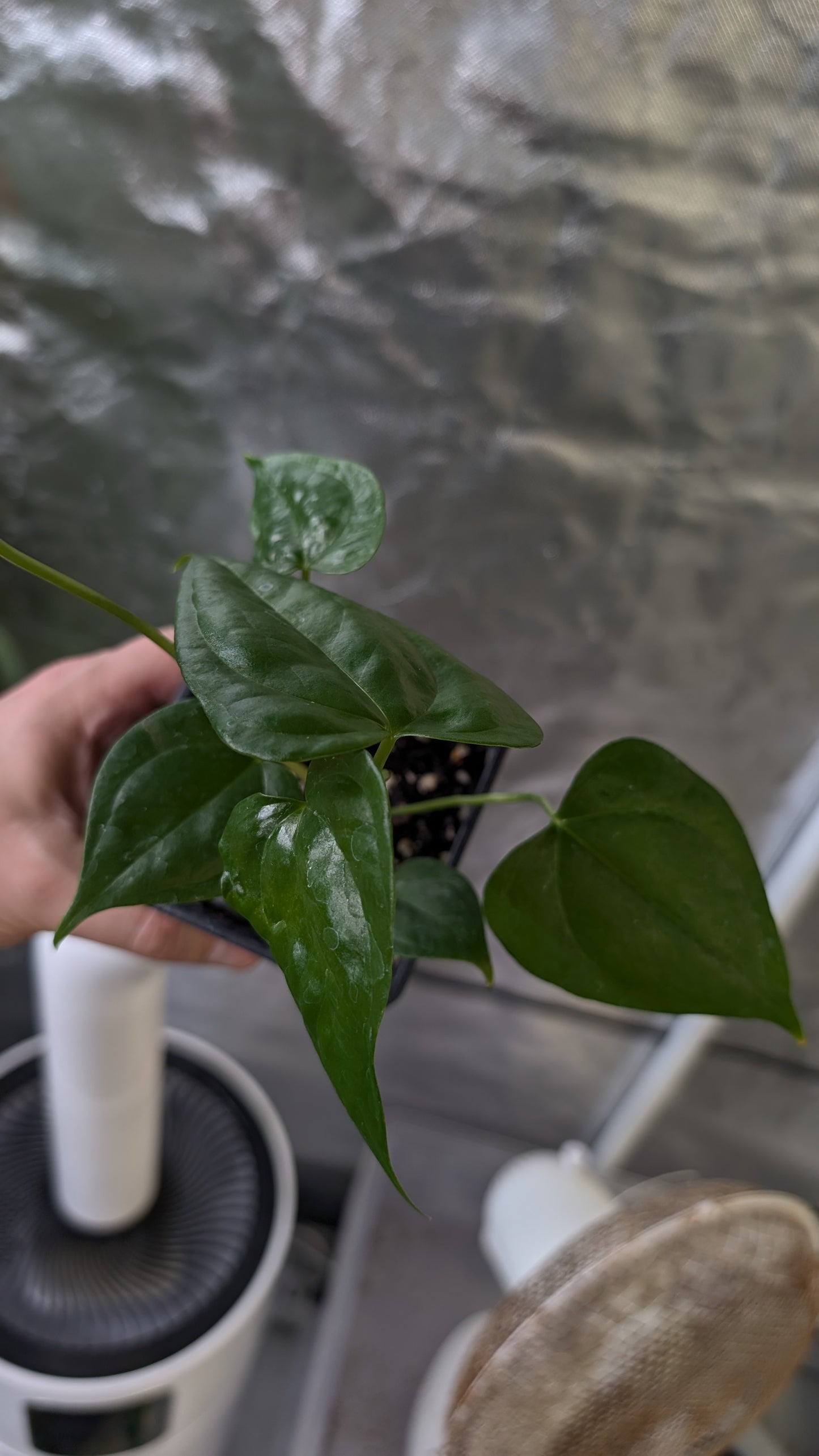 Anthurium Pterodactyl x self