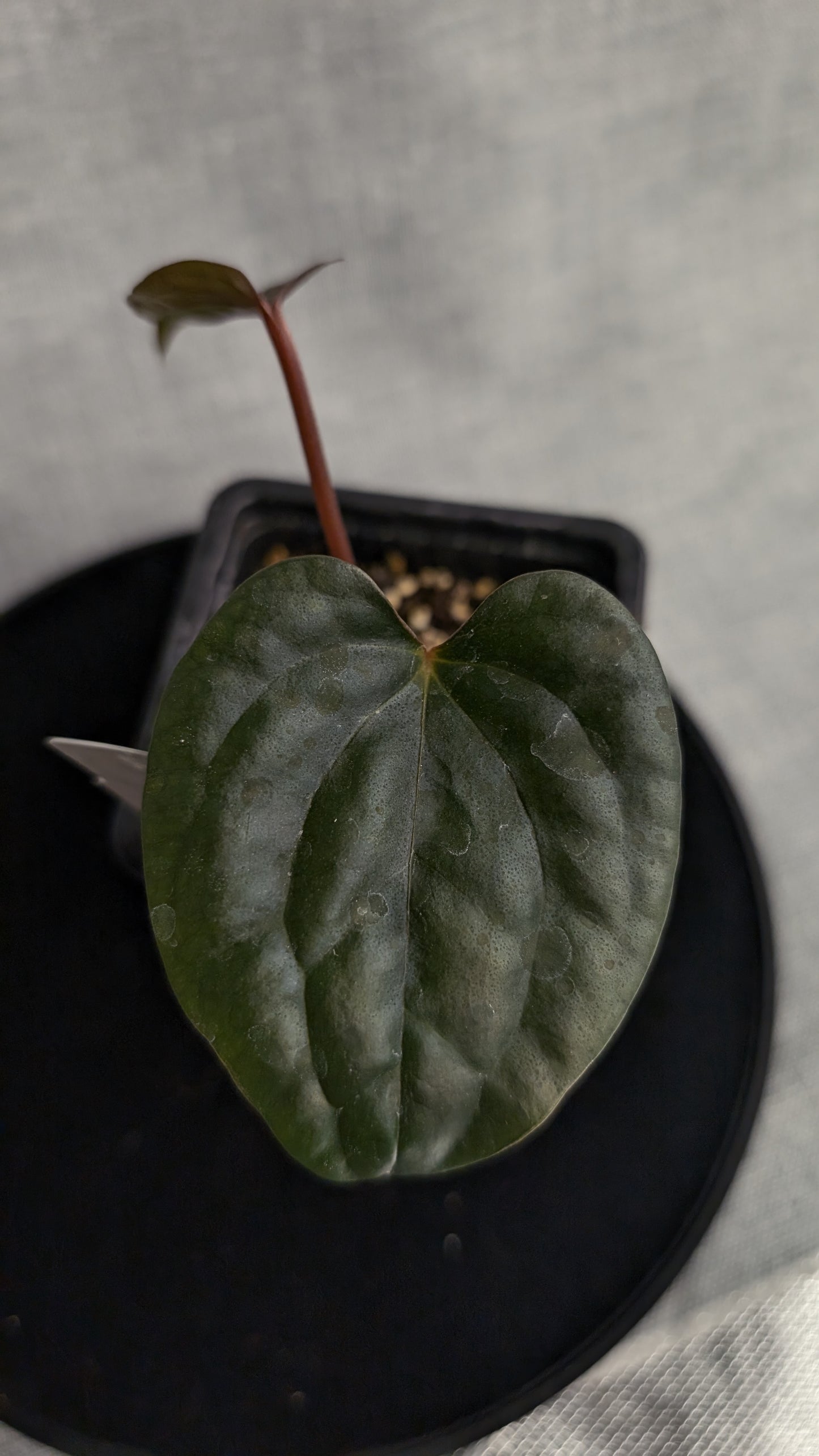 Anthurium Luxurians x Papillilaminum 'Fort Sherman'