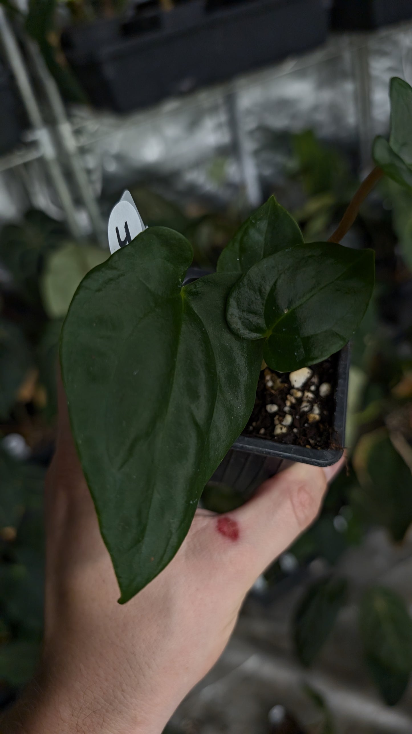 Anthurium Besseae aff 'Black Pillow' x Papillilaminum 'Fort Sherman'