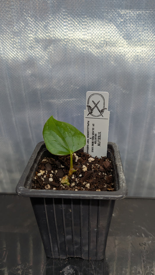 Anthurium 'Steelfin'