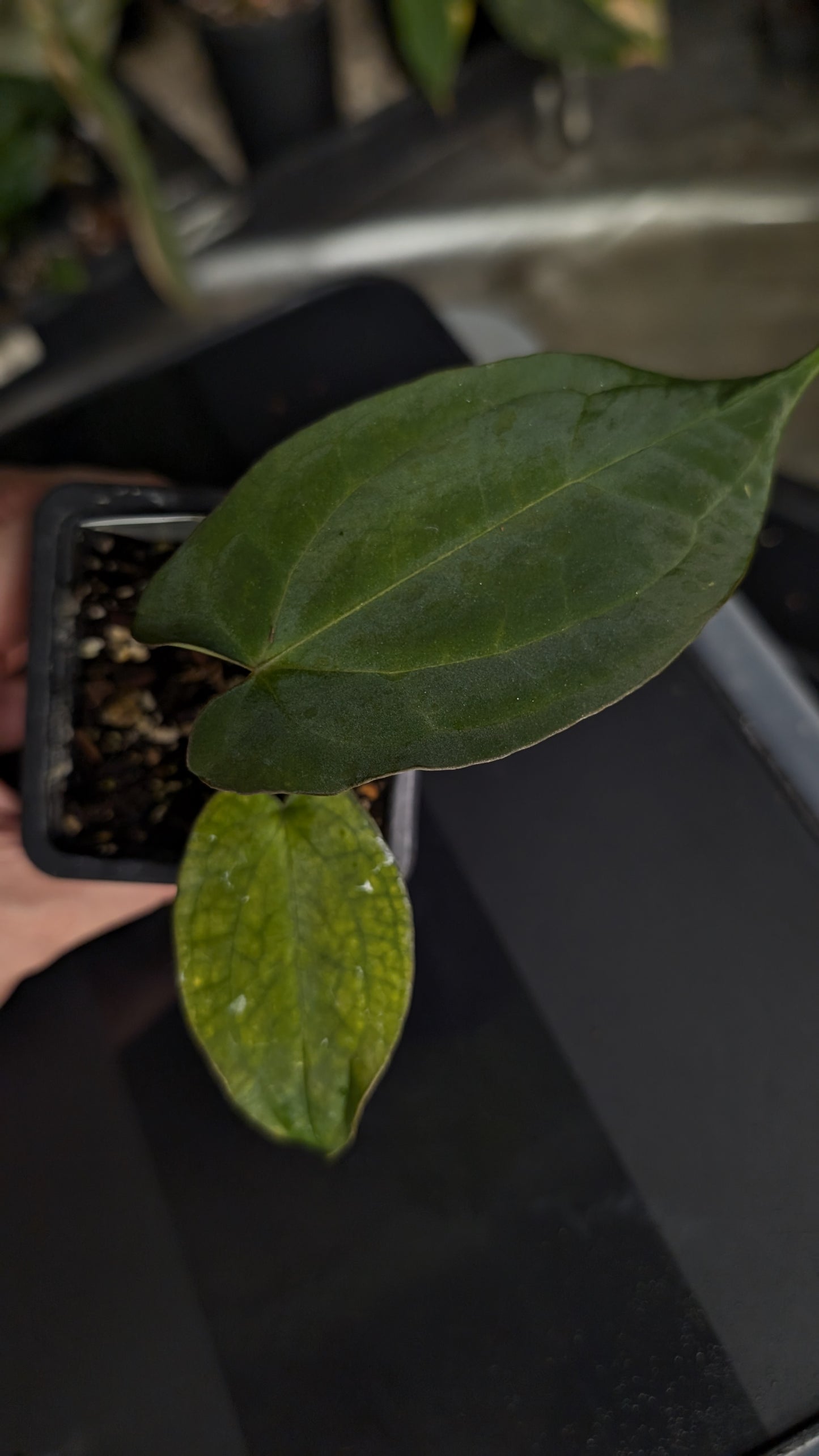 Anthurium Ace of Spagetii x BVEP 'Round x Felix'