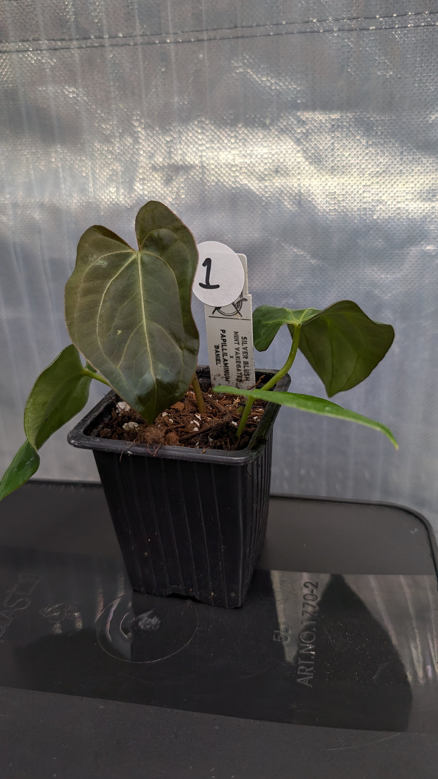 Anthurium Silver Blush Mint variegated x Papillilaminum 'Daniel'