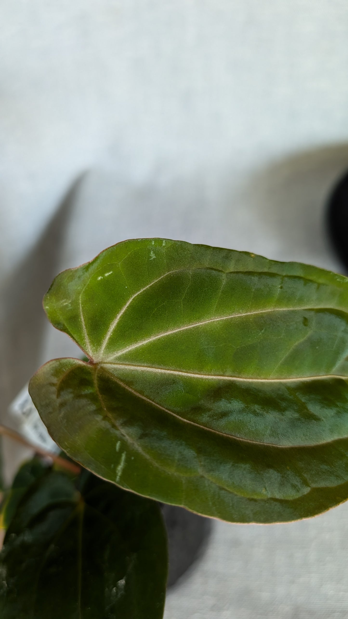 Anthurium Doc Block 'Zara'x'Michelle' Selected Dark x Papillilaminum 'Fort Sherman', Bigger Select plants