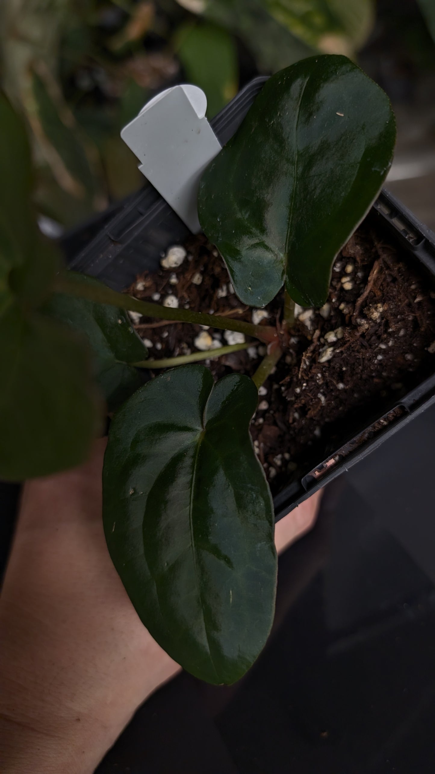 Anthurium [Besseae aff. x Forgetii dark] x BVEP Round x Felix