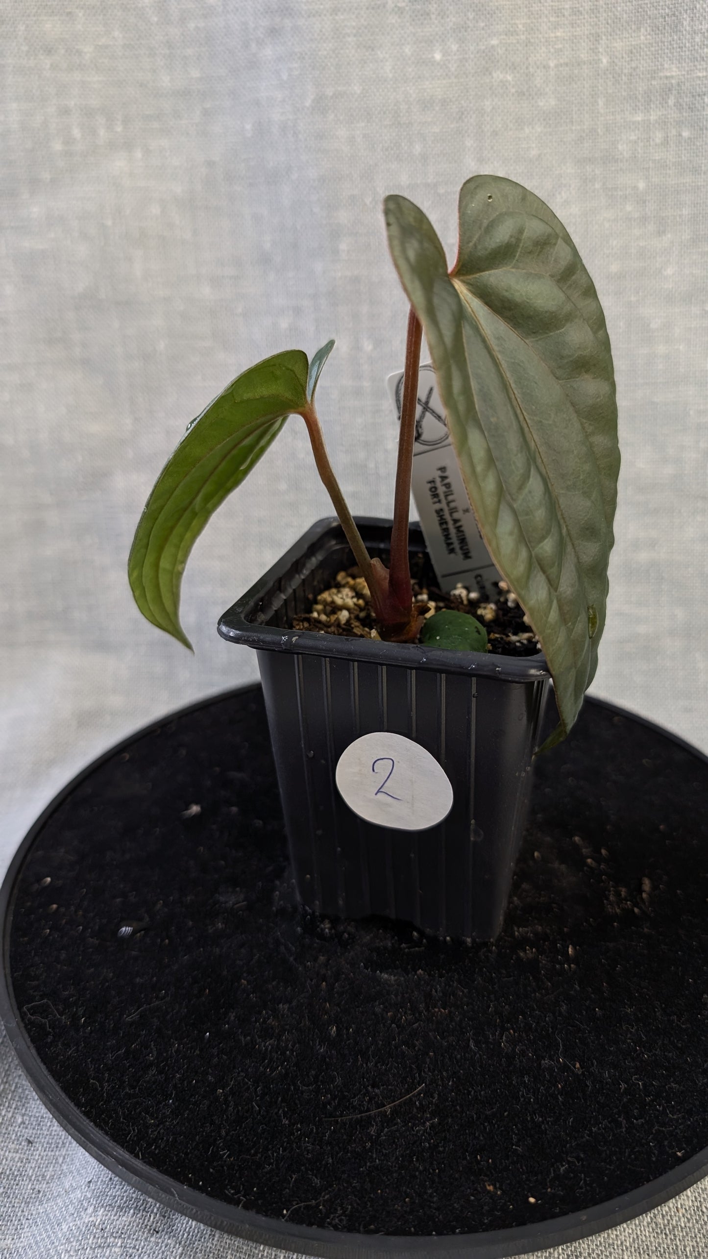 Anthurium Luxurians x Papillilaminum 'Fort Sherman'