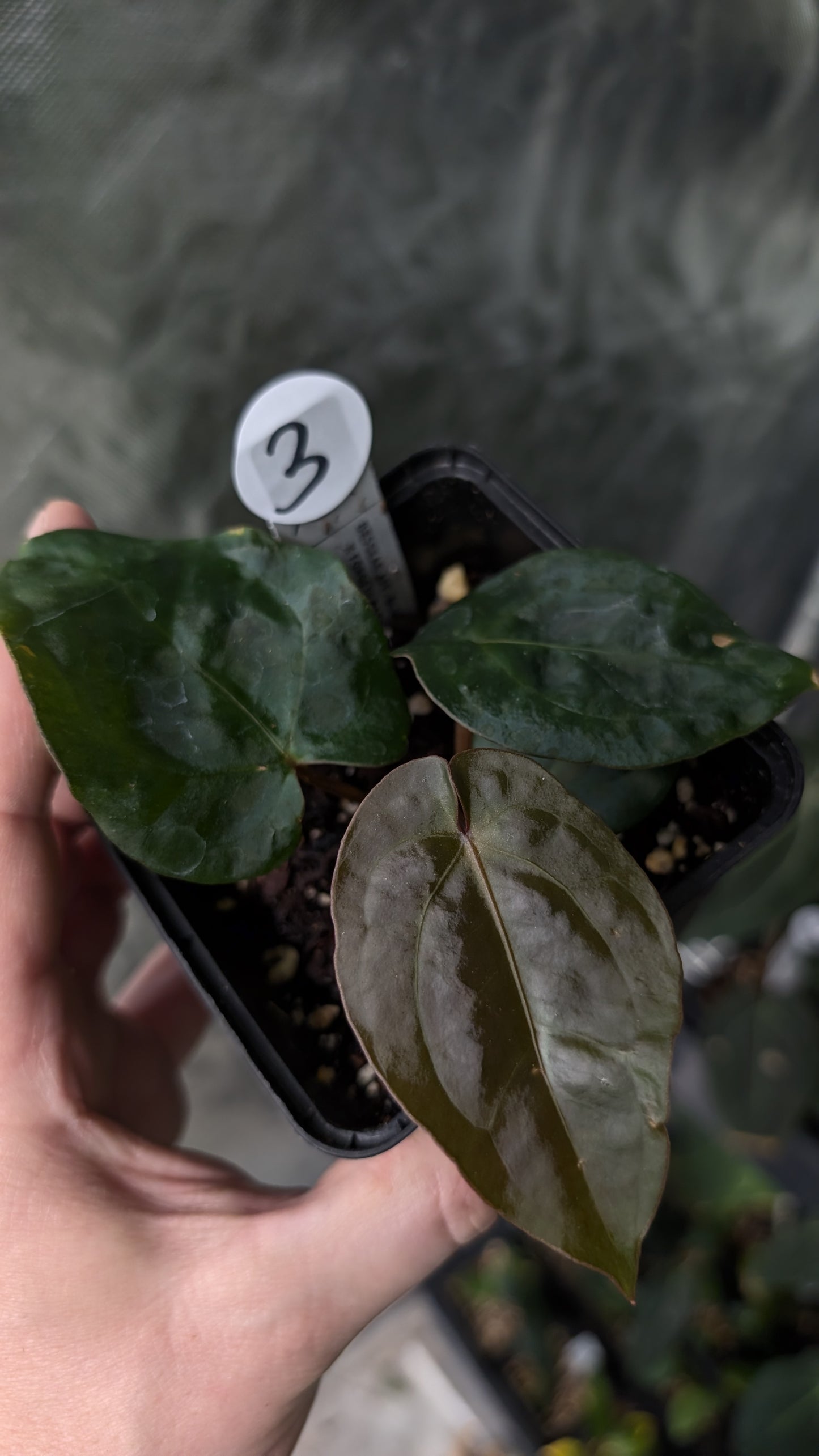 Anthurium [Besseae aff. x Forgetii dark] x BVEP Round x Felix