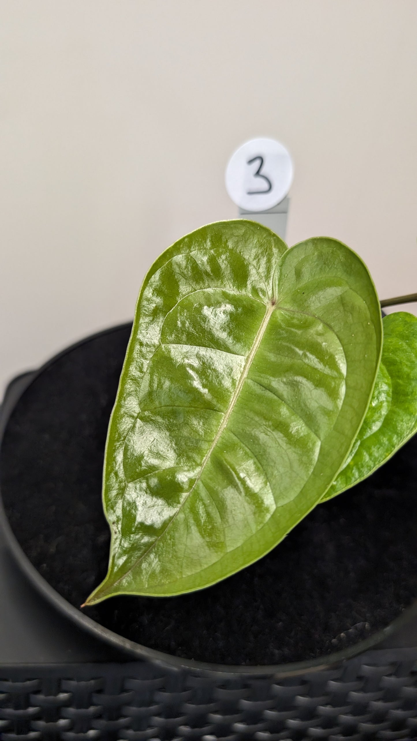 Anthurium Veitchii x Radicans (Unique Curious Plants-cross)