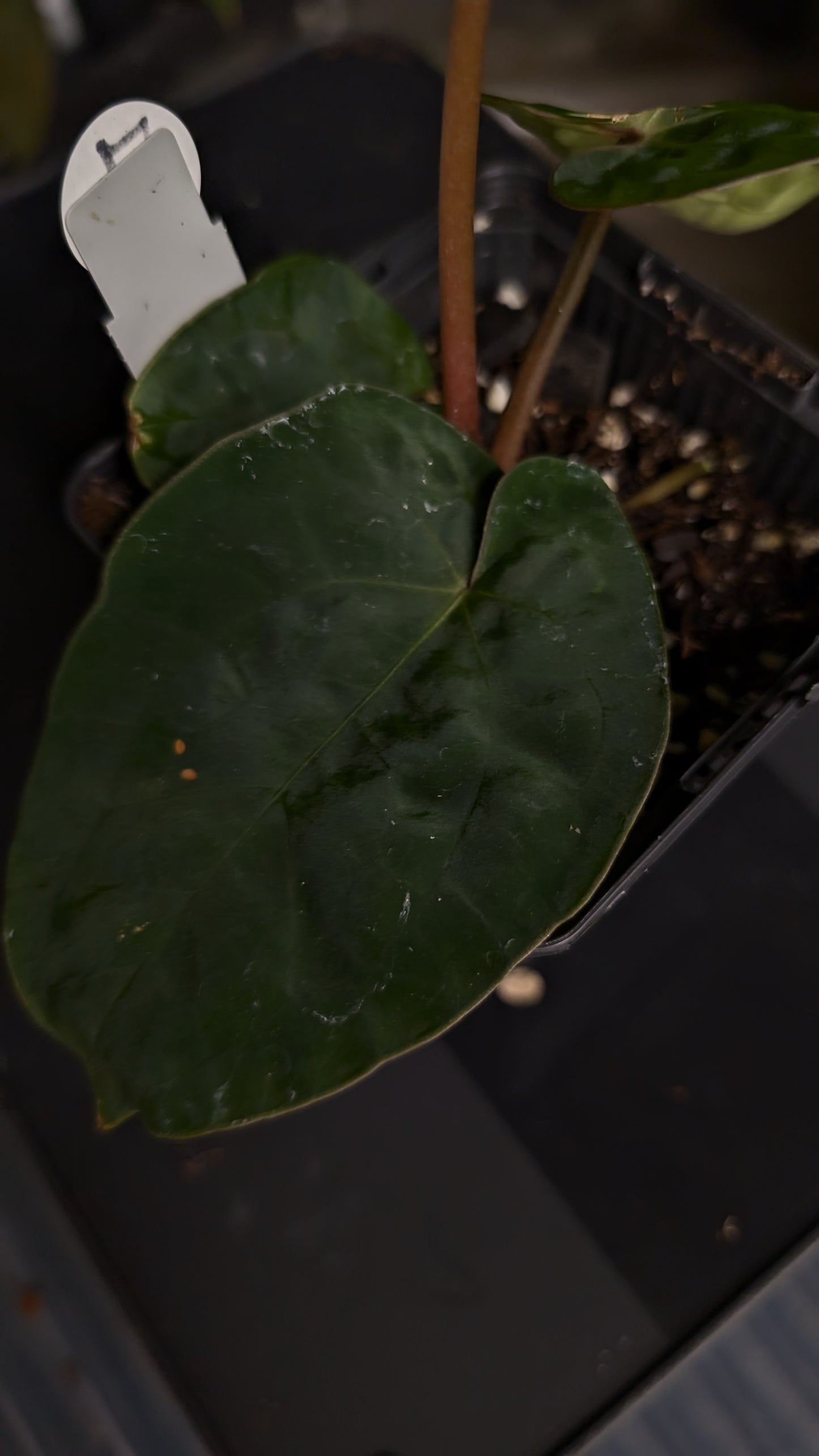 Anthurium [Besseae aff. x Forgetii dark] x BVEP Round x Felix