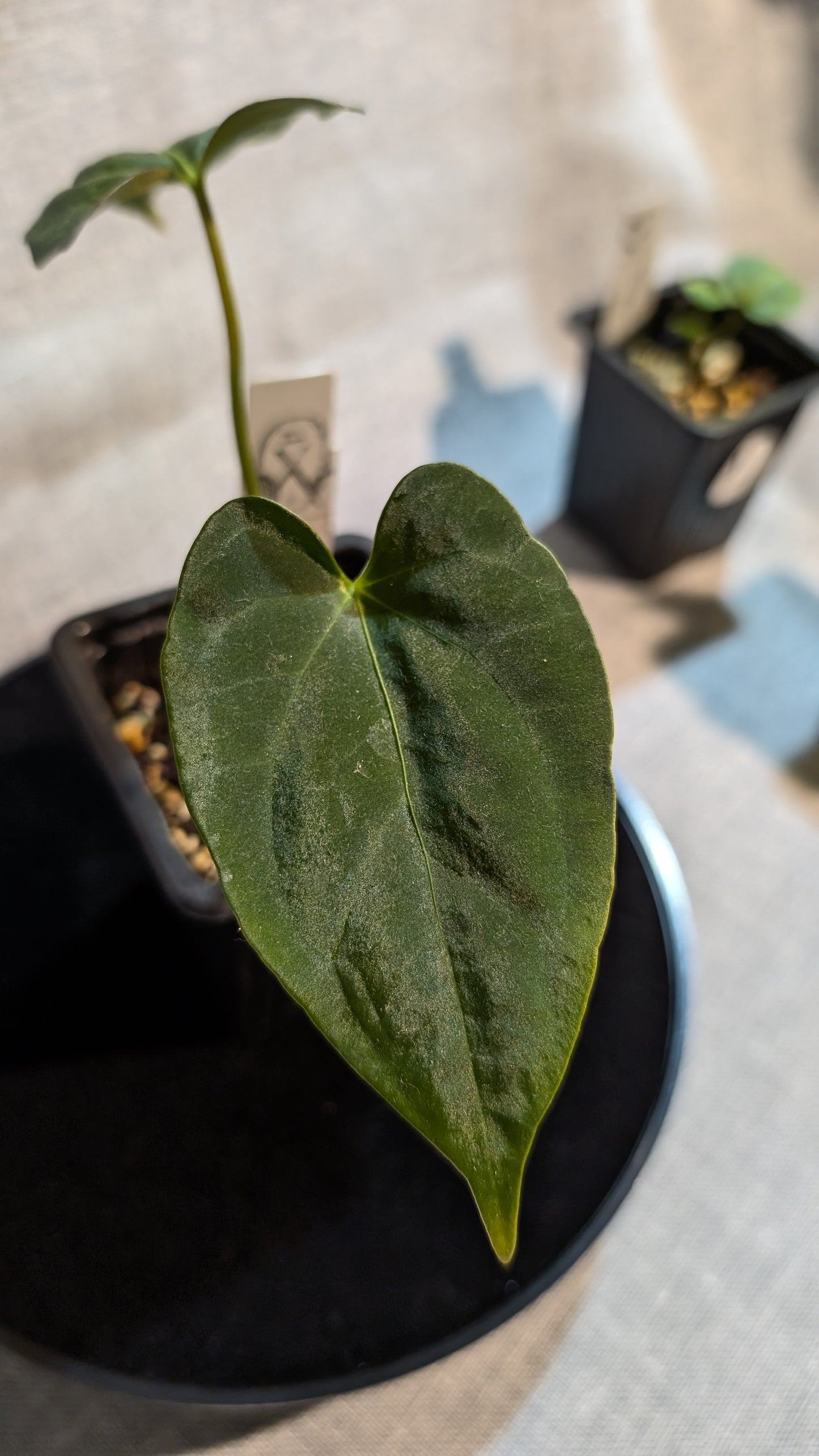 Anthurium Regale 'Dream Catcher' x Papillilaminum 'Daniel'