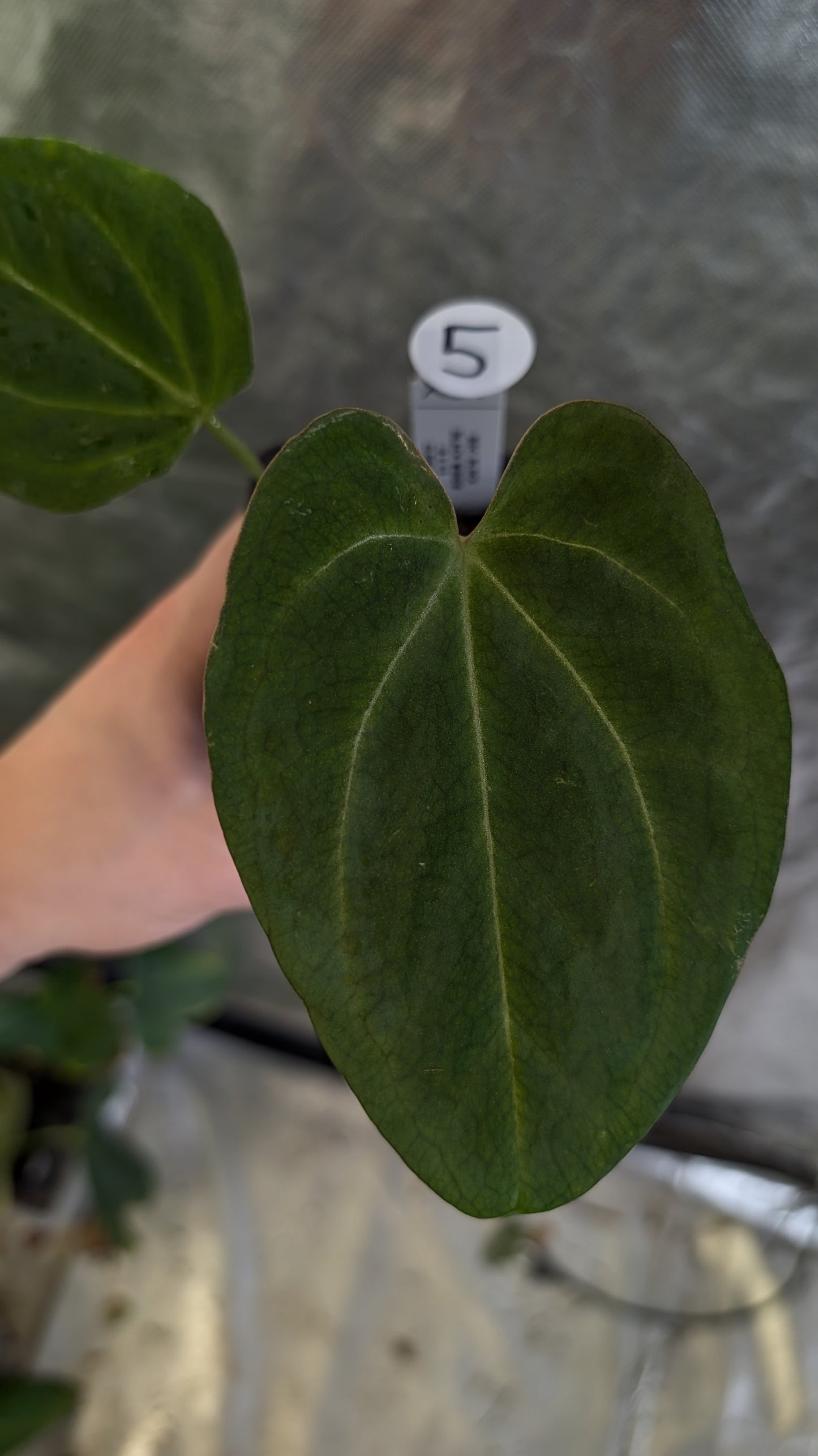 Anthurium Black Widow 13 x 43 clone