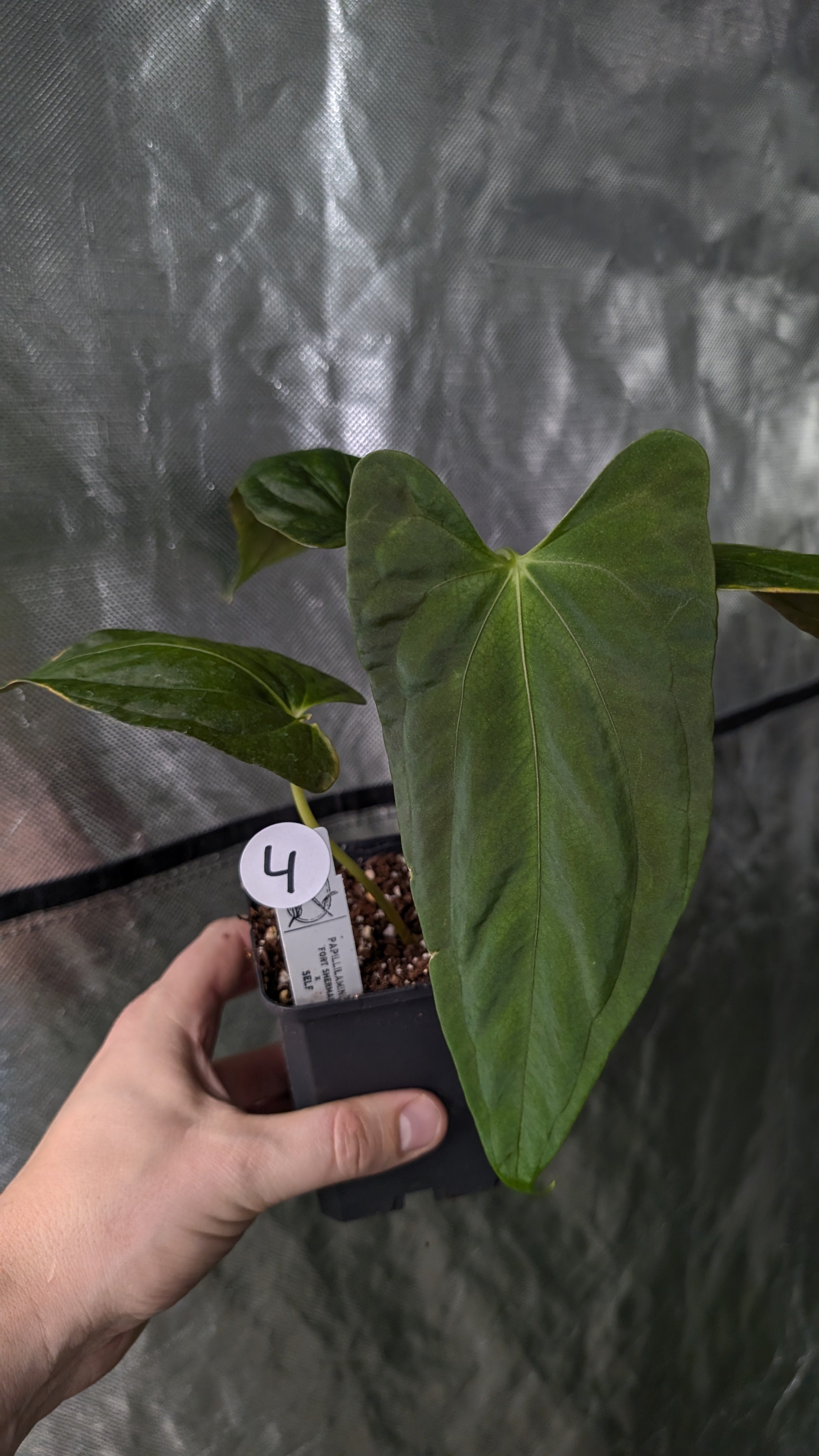 Anthurium Papillilaminum 'Fort Sherman' – Curious Plants