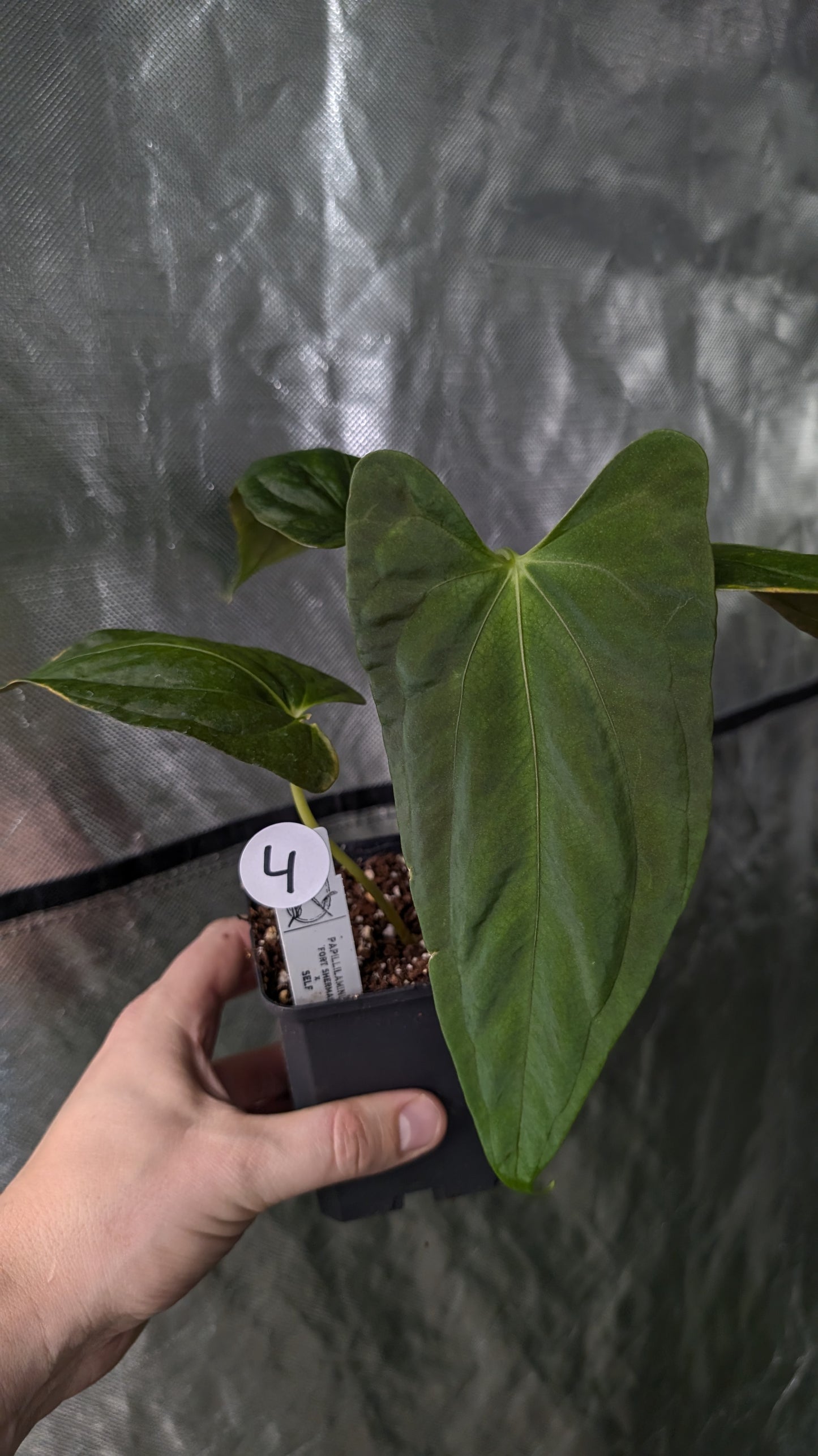 Anthurium Papillilaminum 'Fort Sherman'