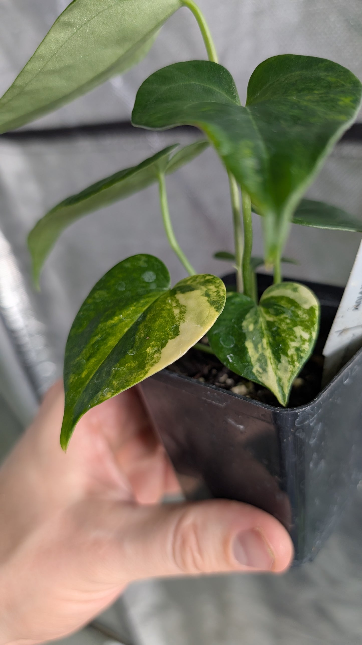 *Variegated* Anthurium Pterodactyl variegata x Clarinervium (or x self)