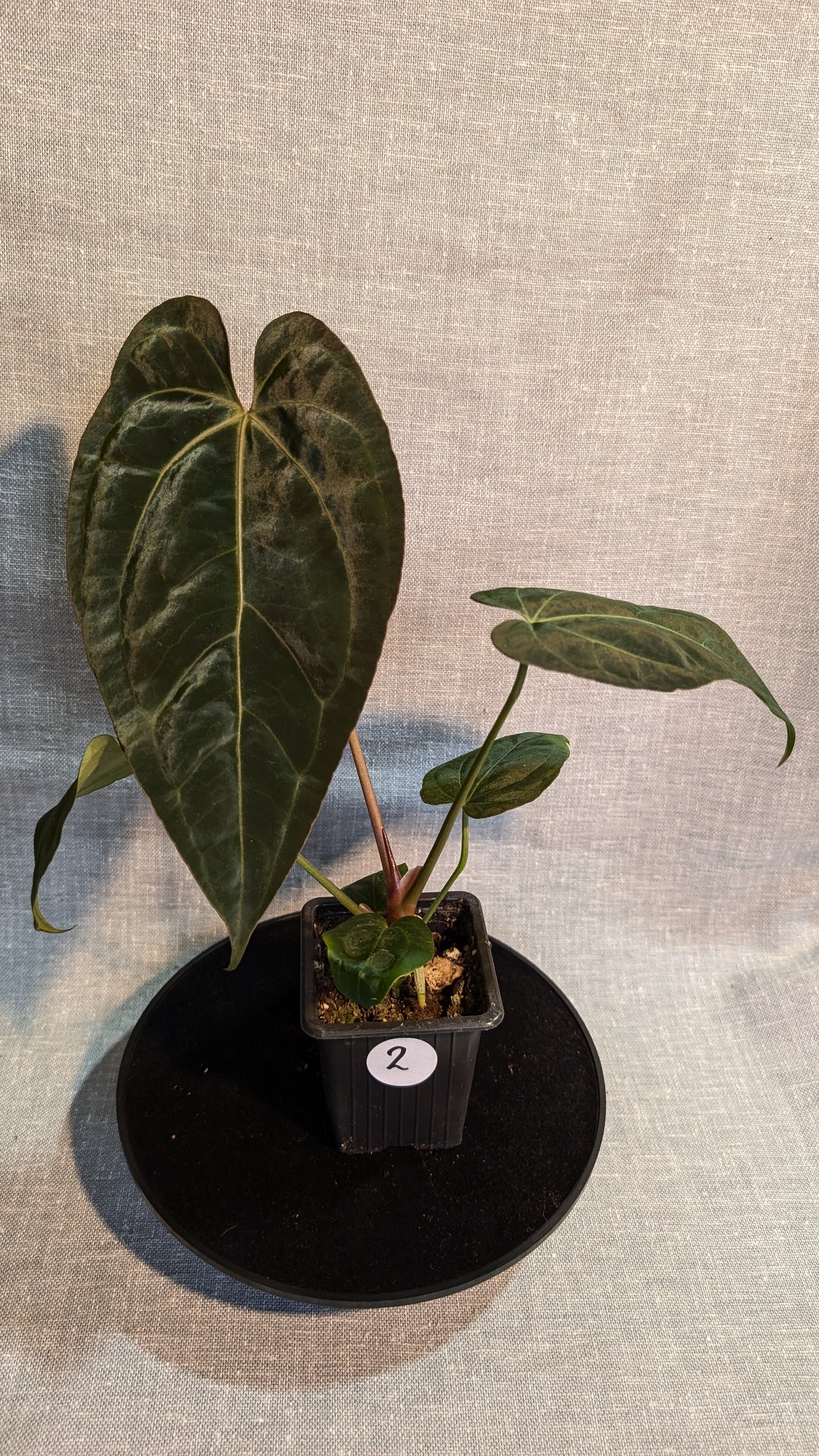 Anthurium Doc Block 'Zara'x'Michelle' Selected Dark x Papillilaminum 'Fort Sherman', Bigger Select plants