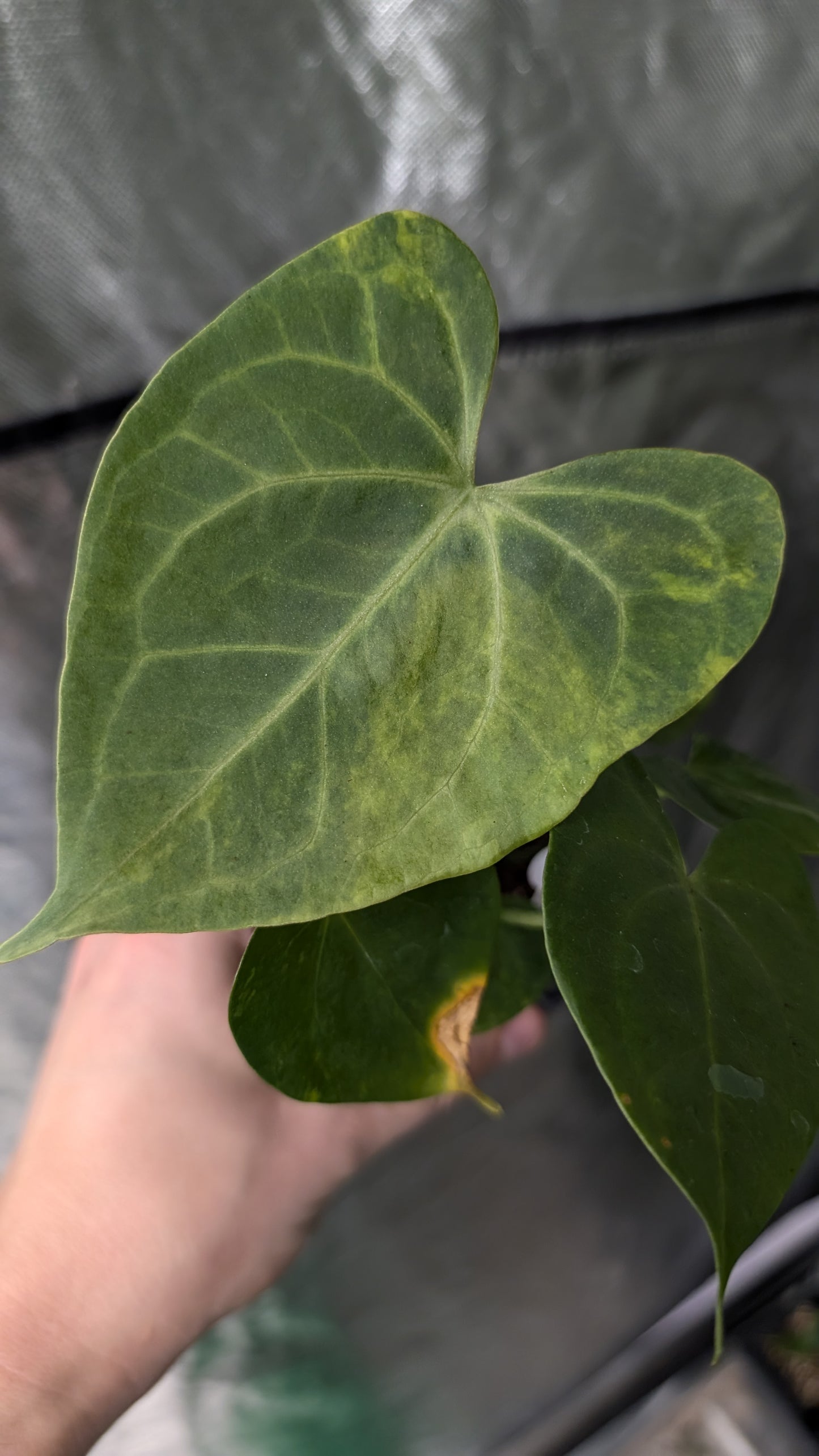 Variegated Anthurium Pterodactyl variegata x Clarinervium