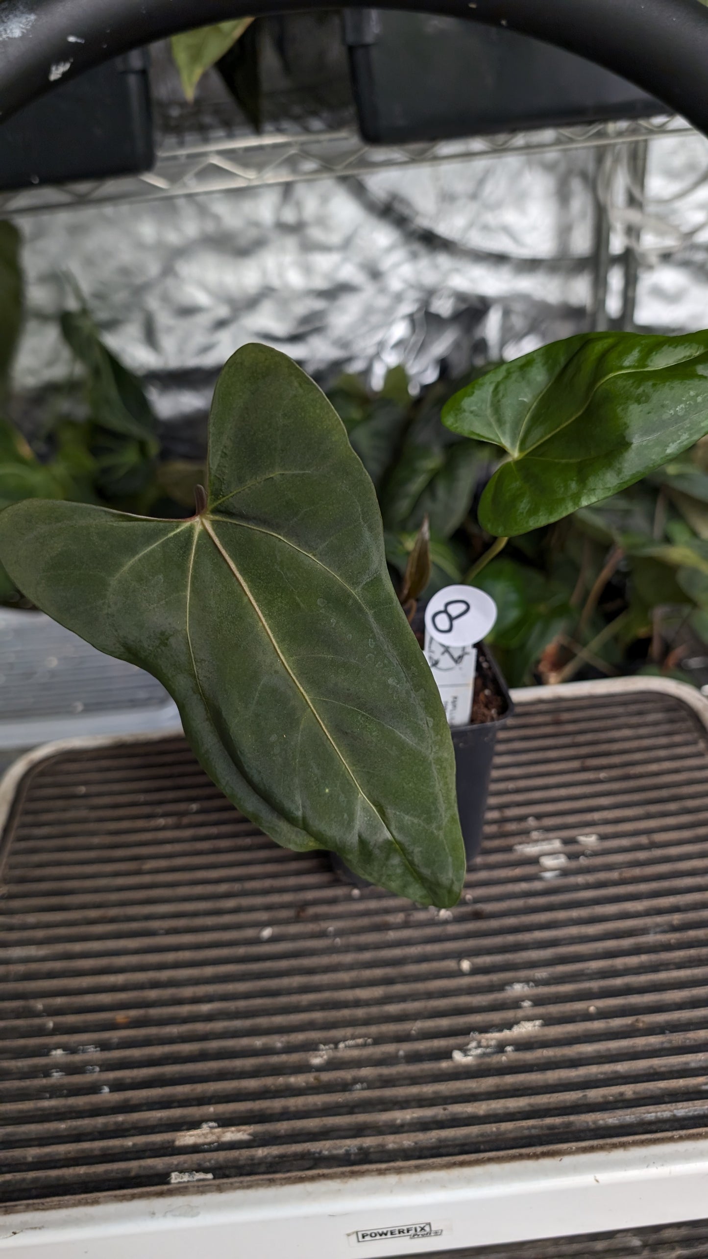Anthurium Papillilaminum 'Fort Sherman' x Mr. Worldwide