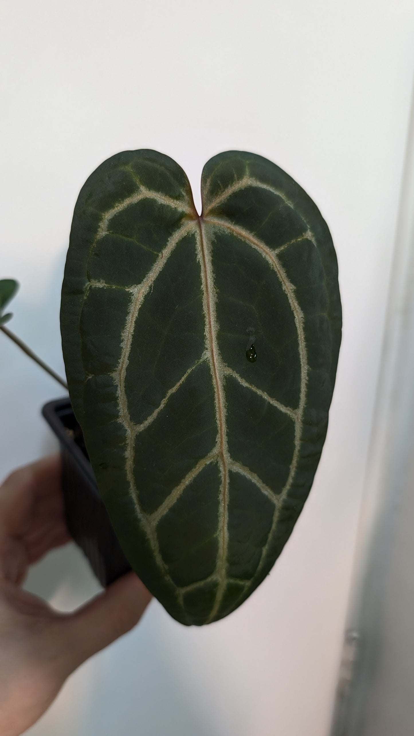 Anthurium Ace of Spades X Zara x Michelle