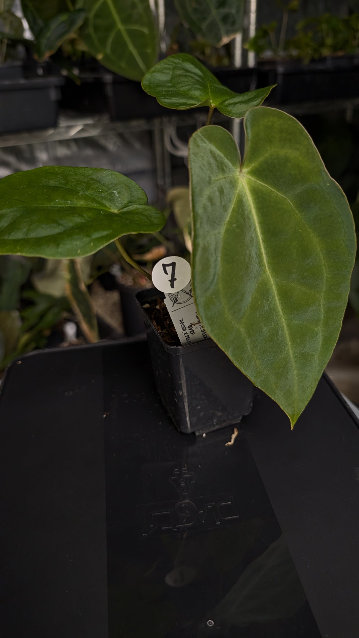 Anthurium Forgetii dark form x BVEP 'Round x Felix'