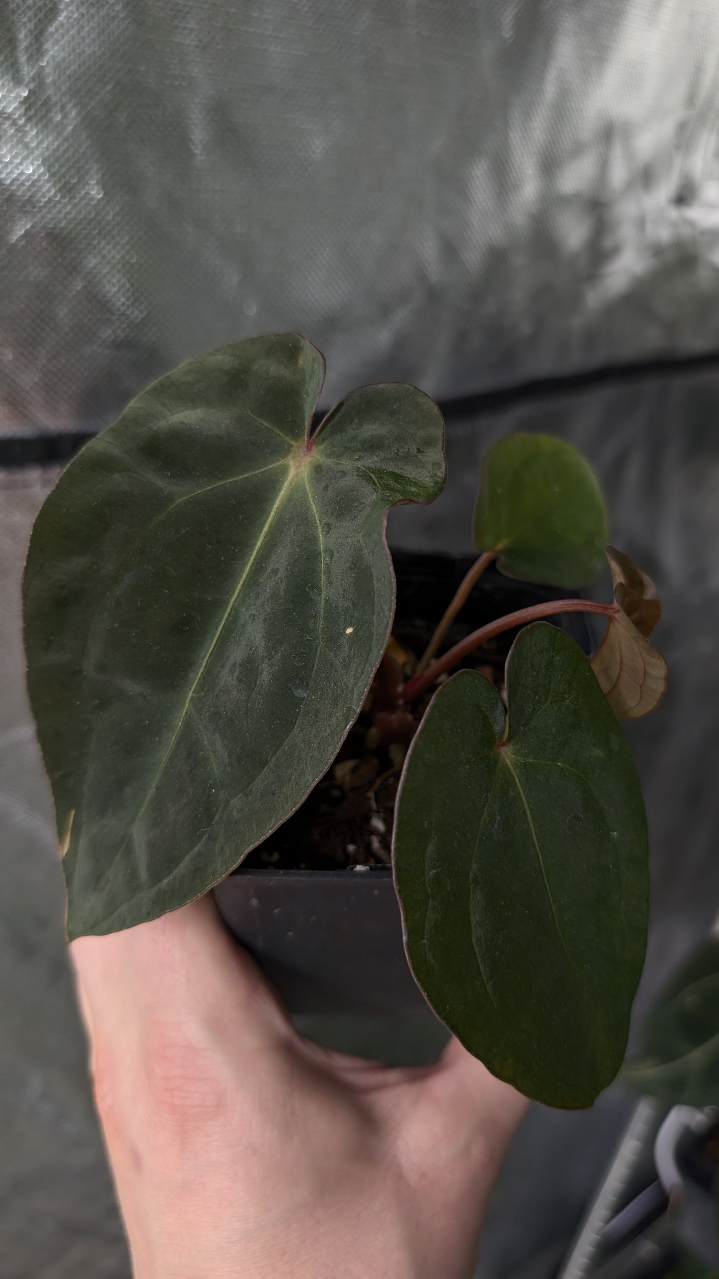 Anthurium [Besseae aff. x Forgetii dark] x BVEP Round x Felix