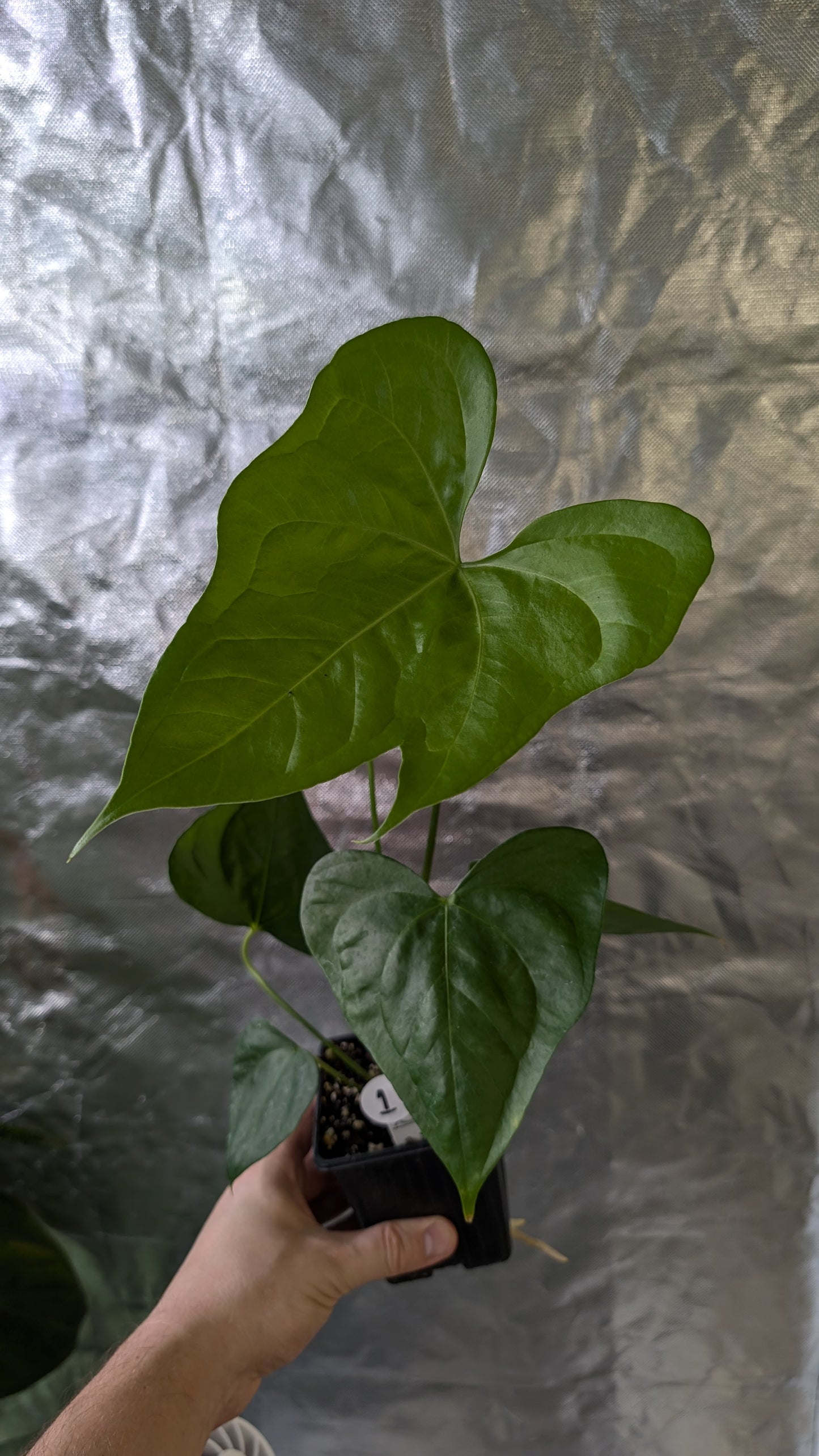 Anthurium Pterodactyl x self